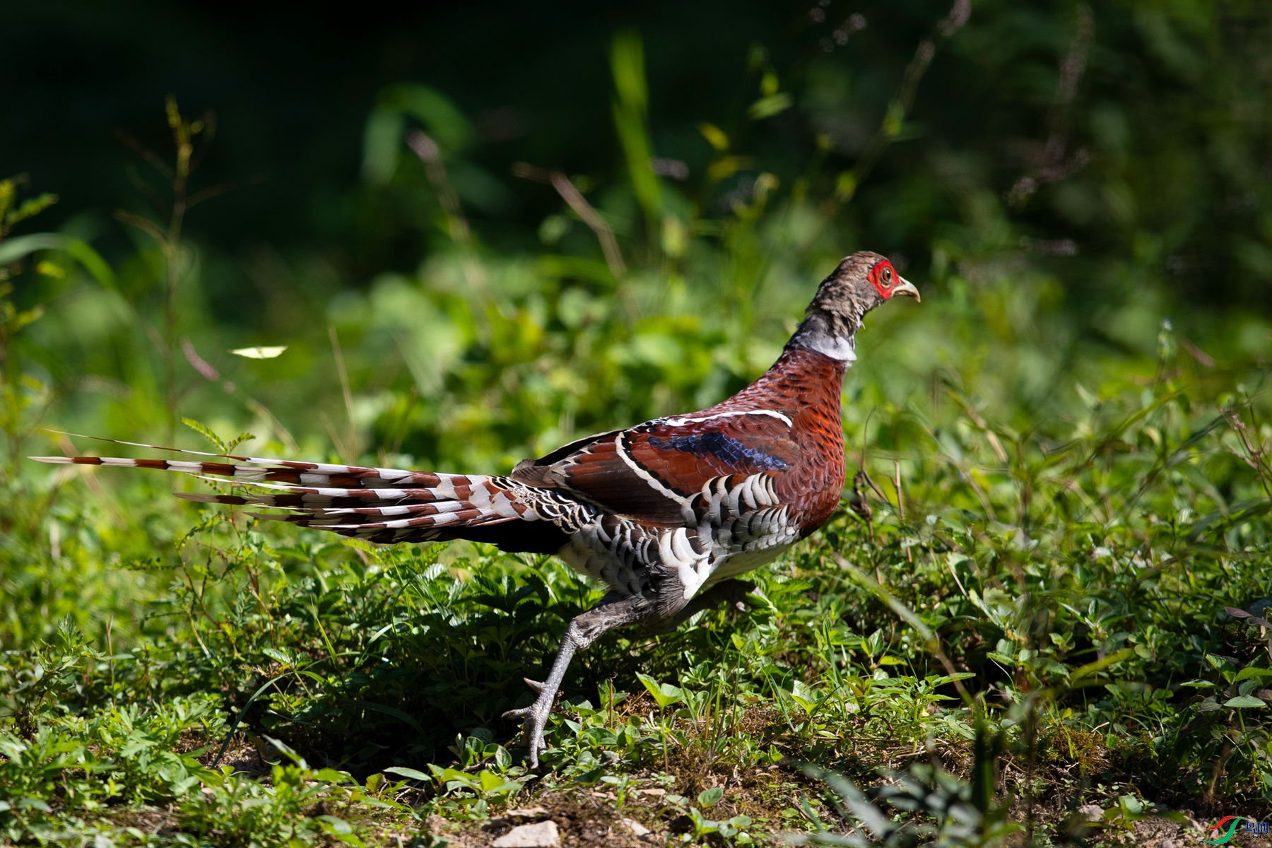 �׾���β��1