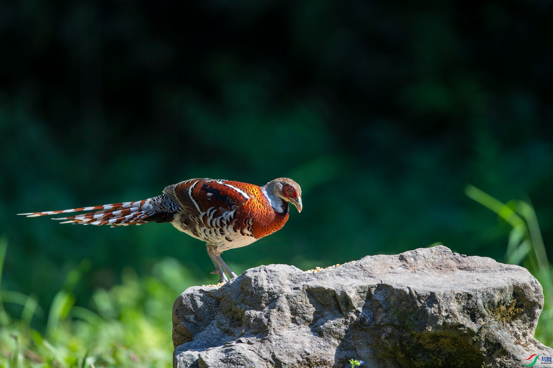 �׾���β��2