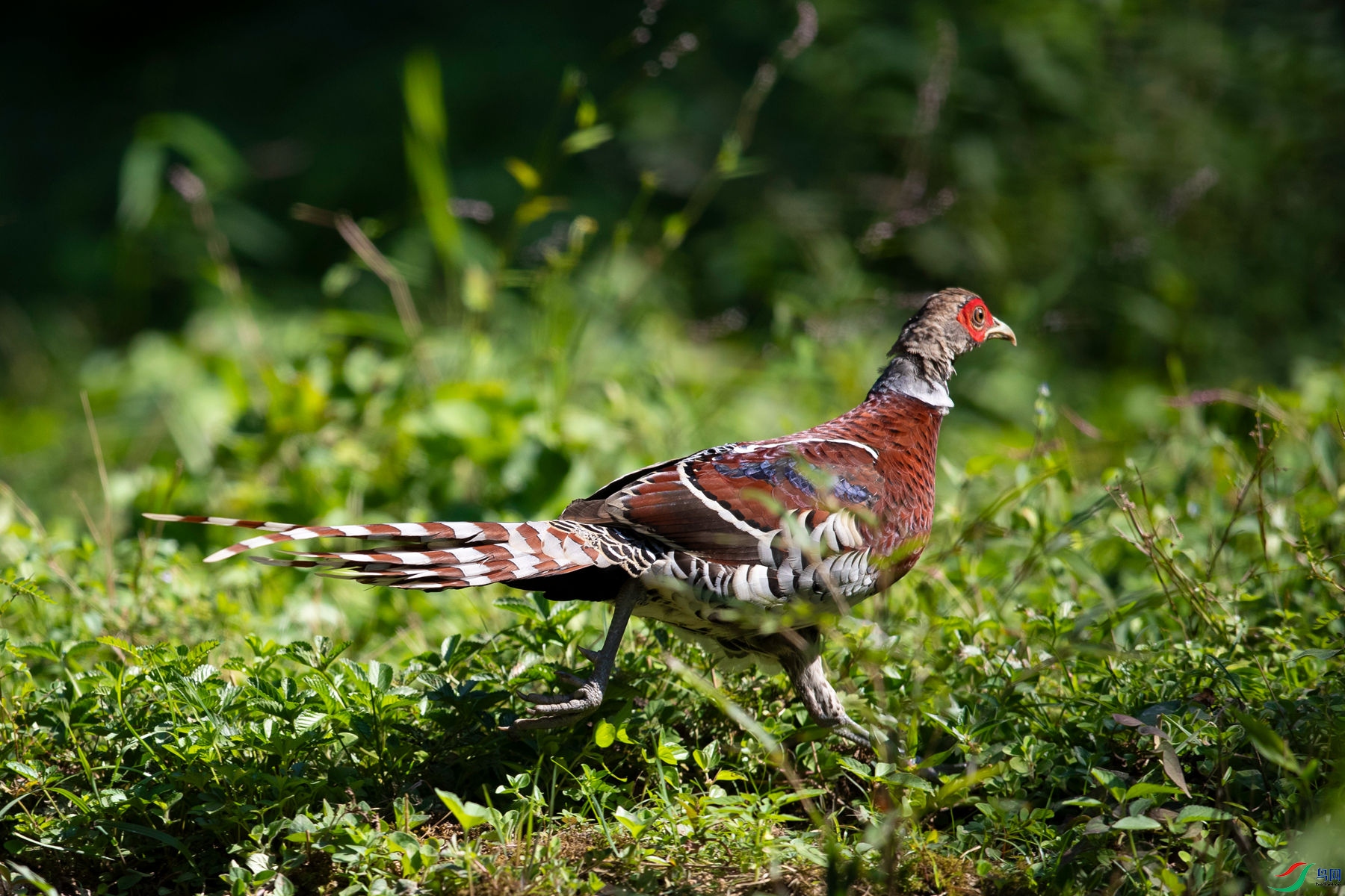 �׾���β��3