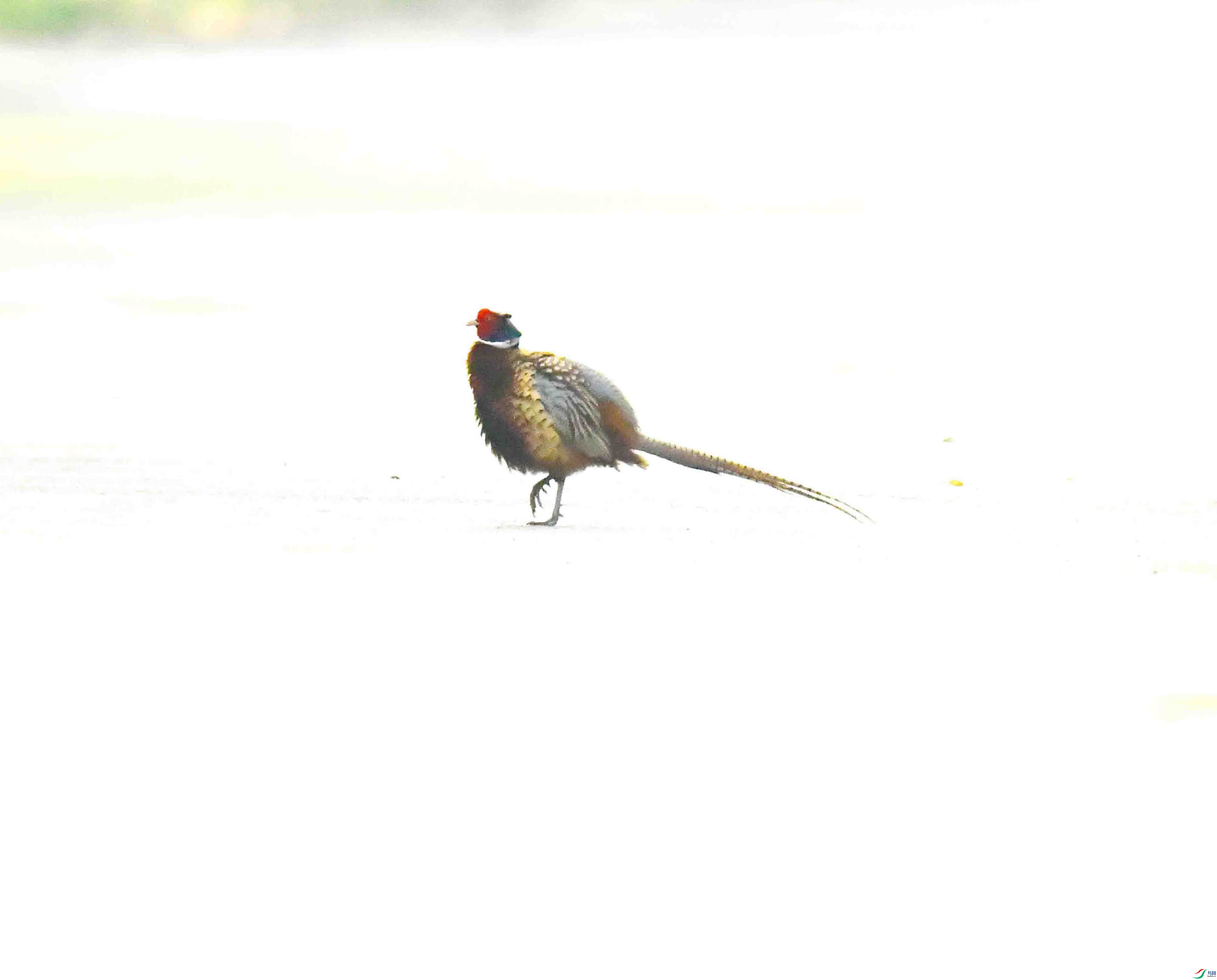 DSC_1915.JPG