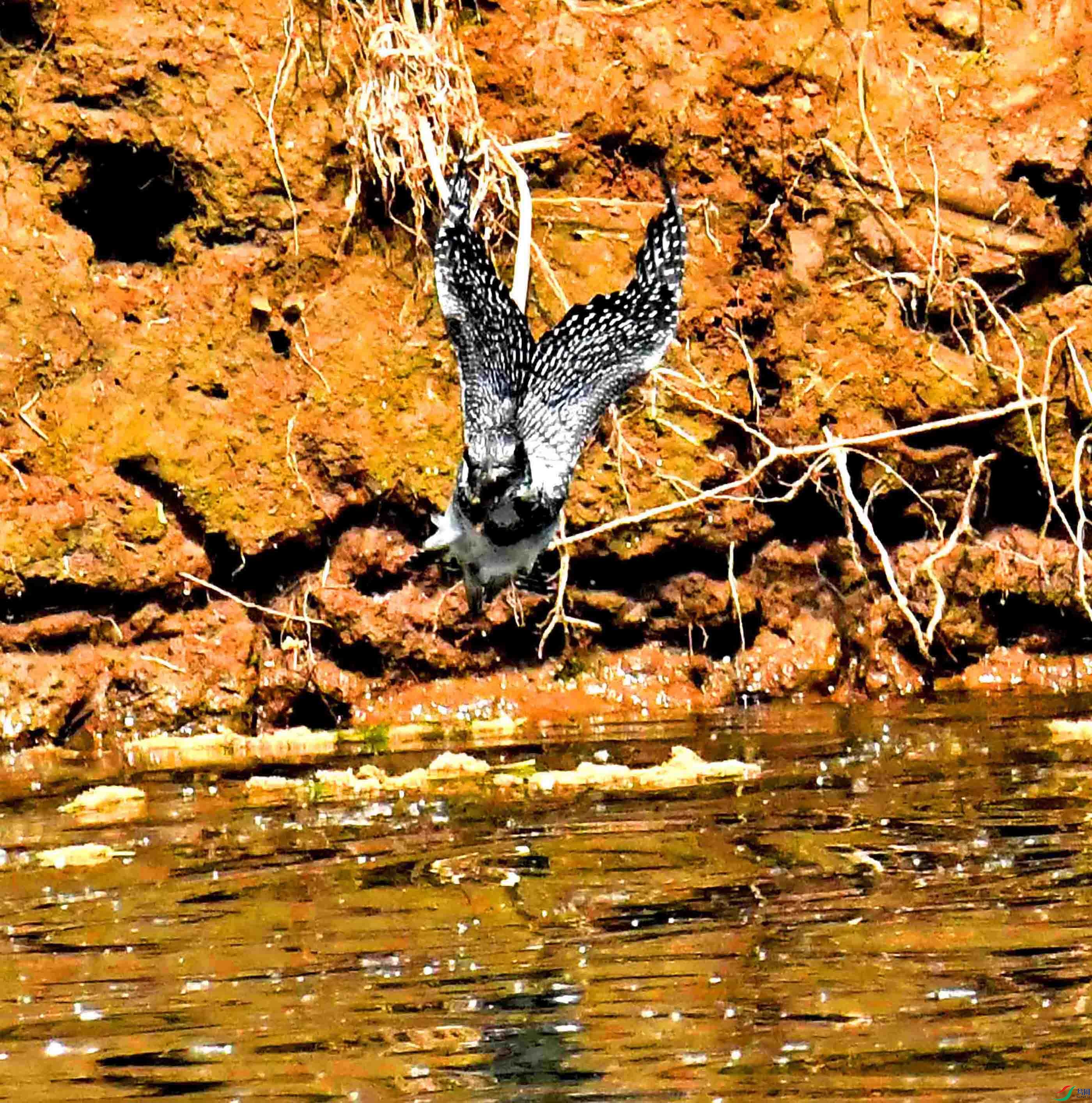 DSC_1736.JPG