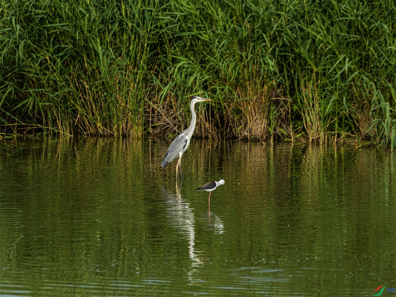 1K3A1586 ����1.jpg