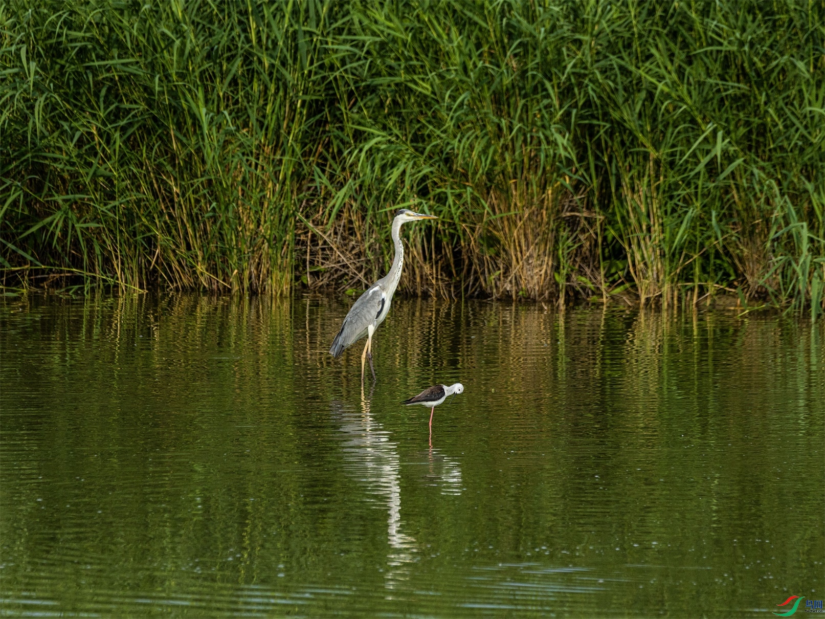 1K3A1585 ����1.jpg