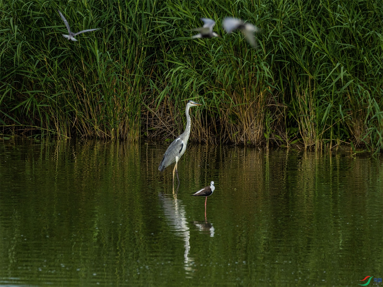 1K3A1604 ����1.jpg