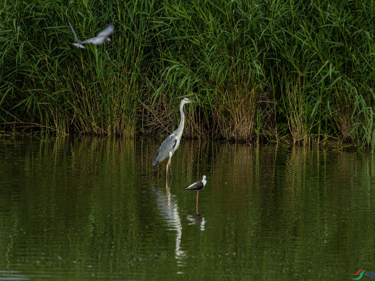 1K3A1601 ����1.jpg