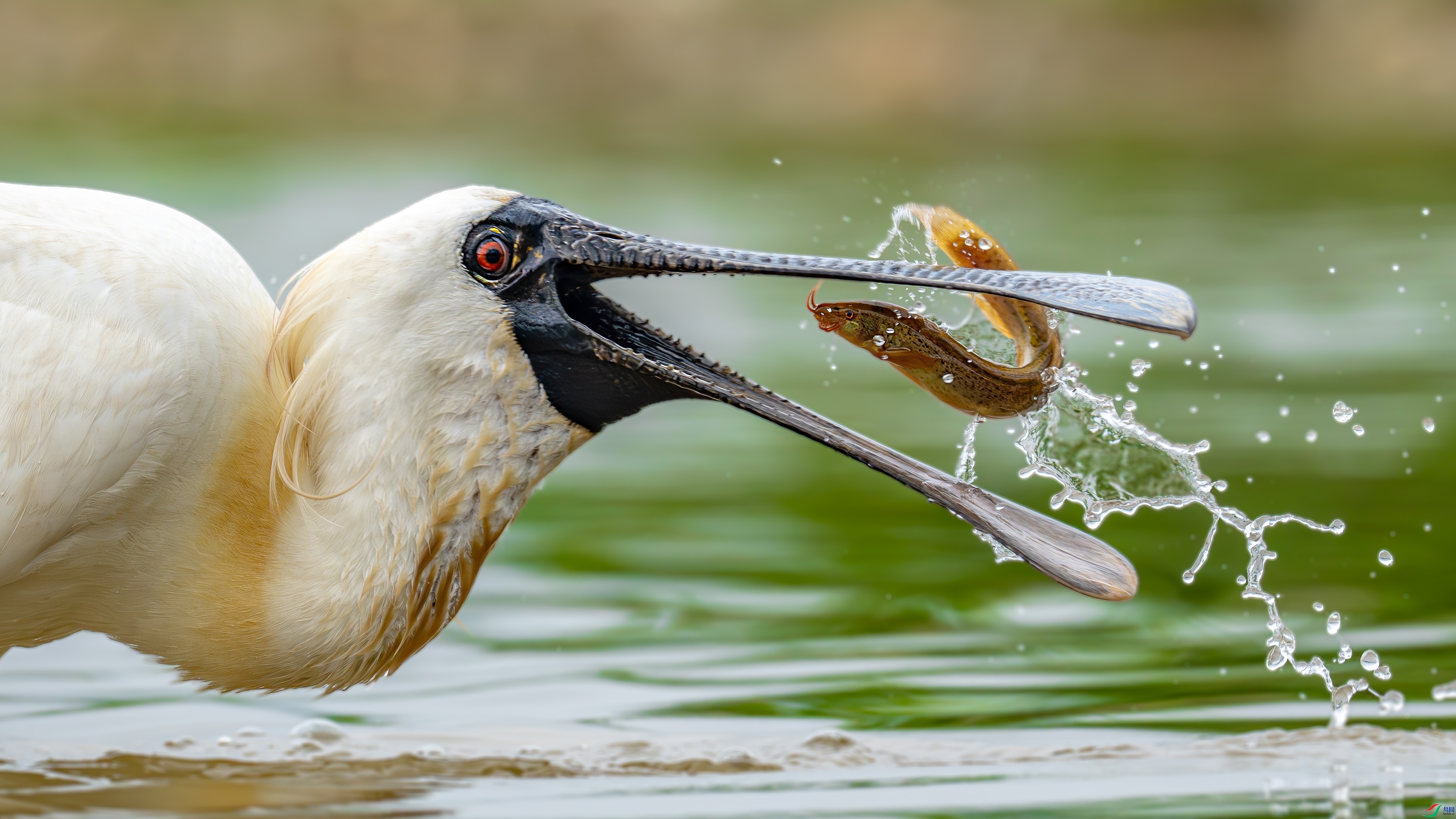 ���۵�С�� ���� ������ ��һ.jpg