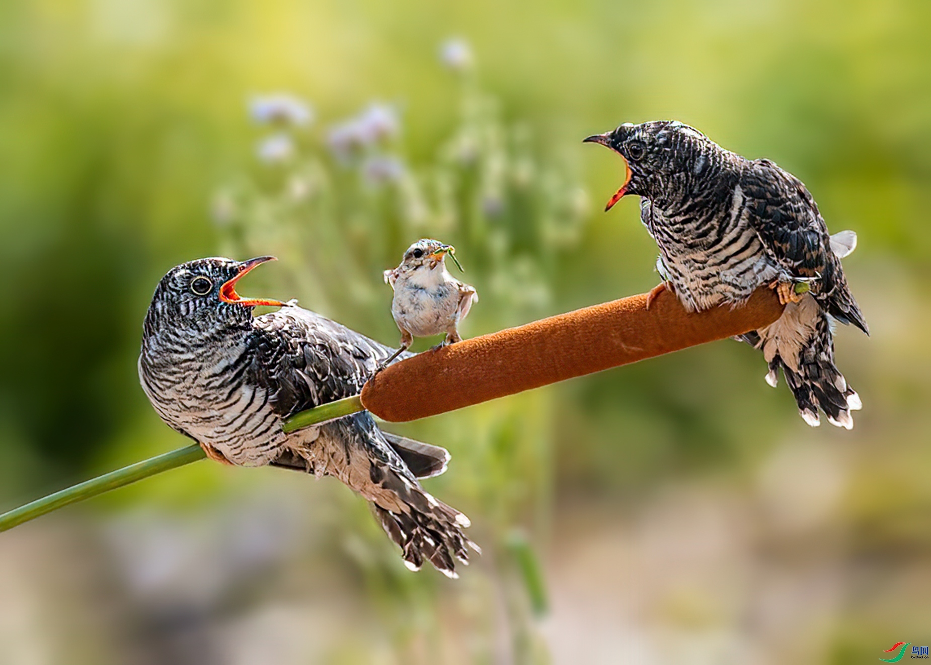 ����Ϊ�� ���� �ܴ�99  ��һ.jpg