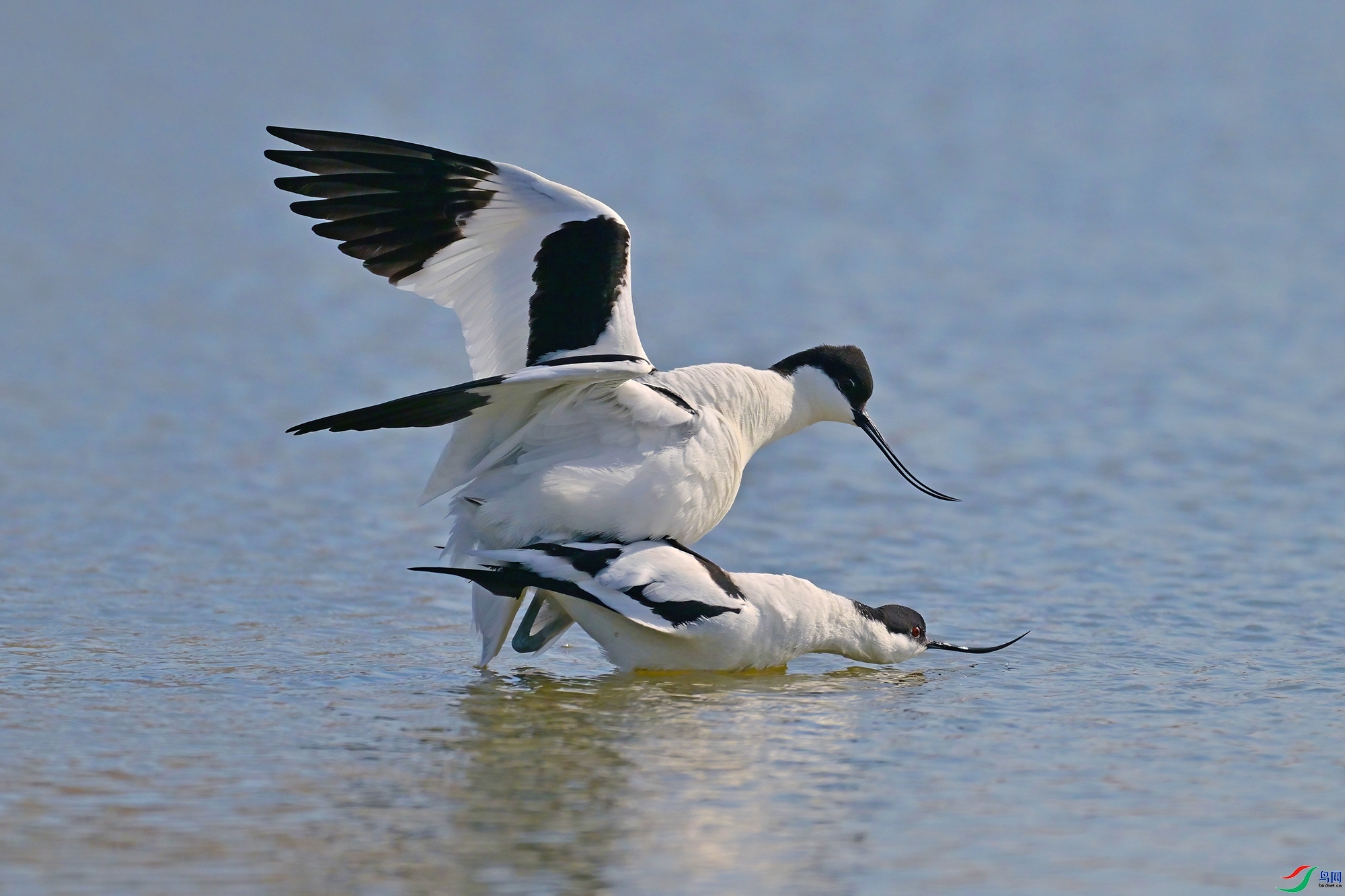 ��֮���� ���� 0451x  ����.jpg