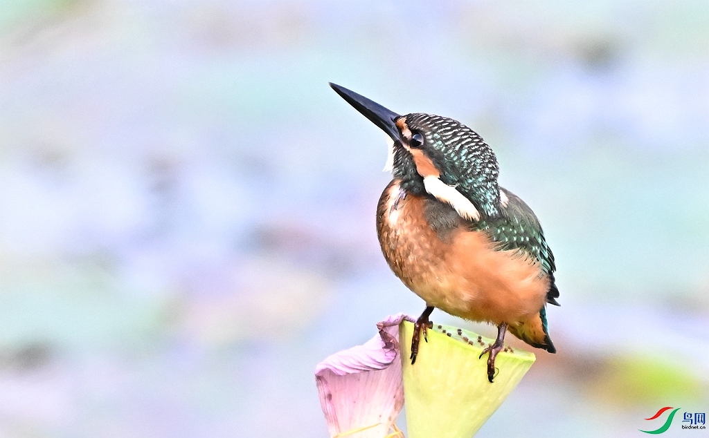 DSC_0171.JPG