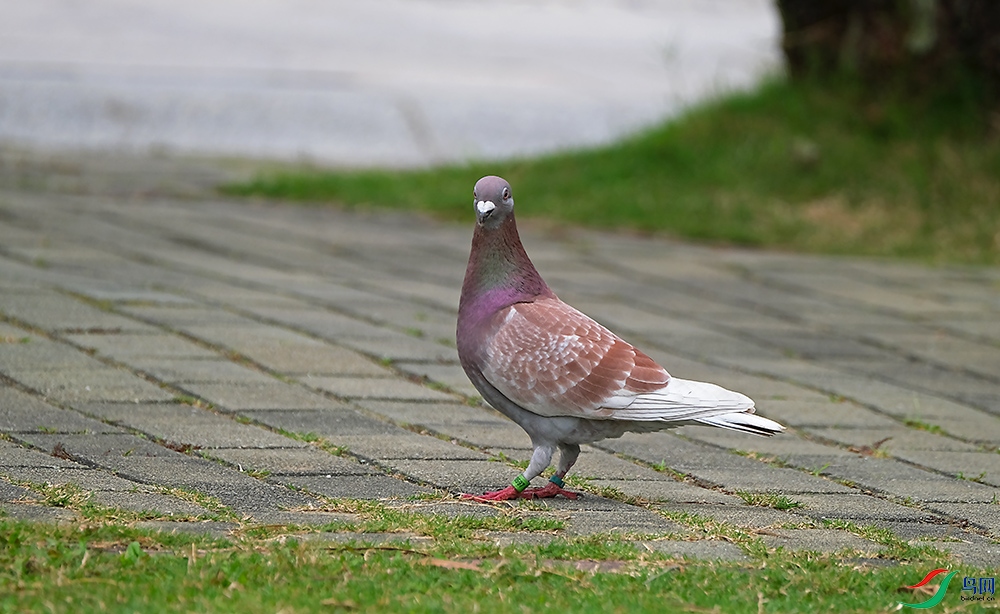 DSCF7924.1.jpg