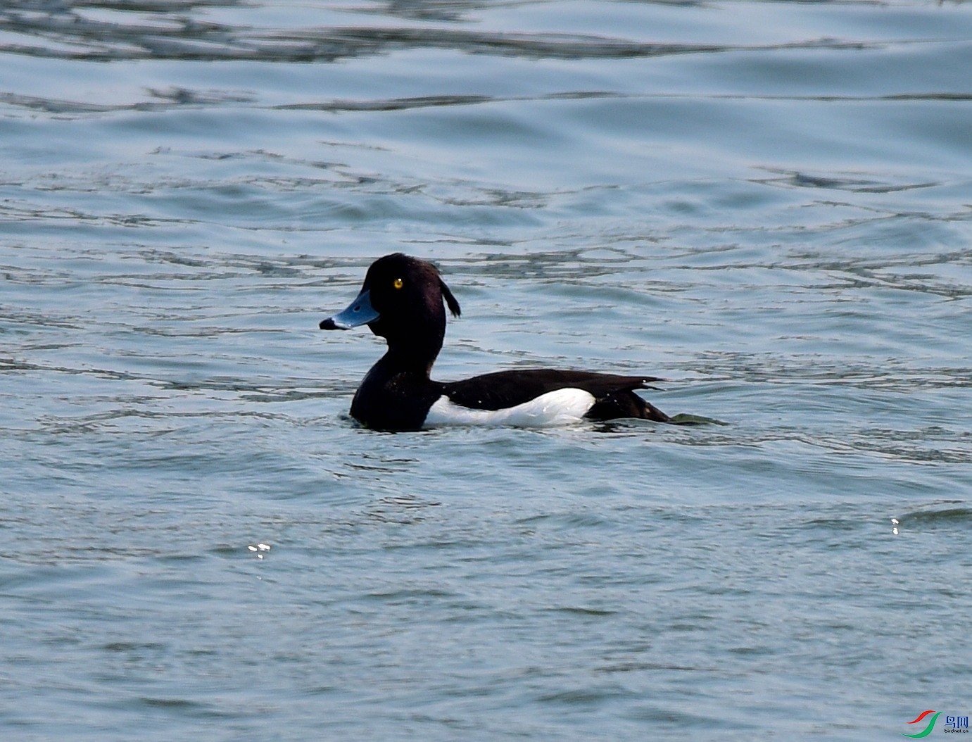 DSC_7430-2020-4-28.JPG