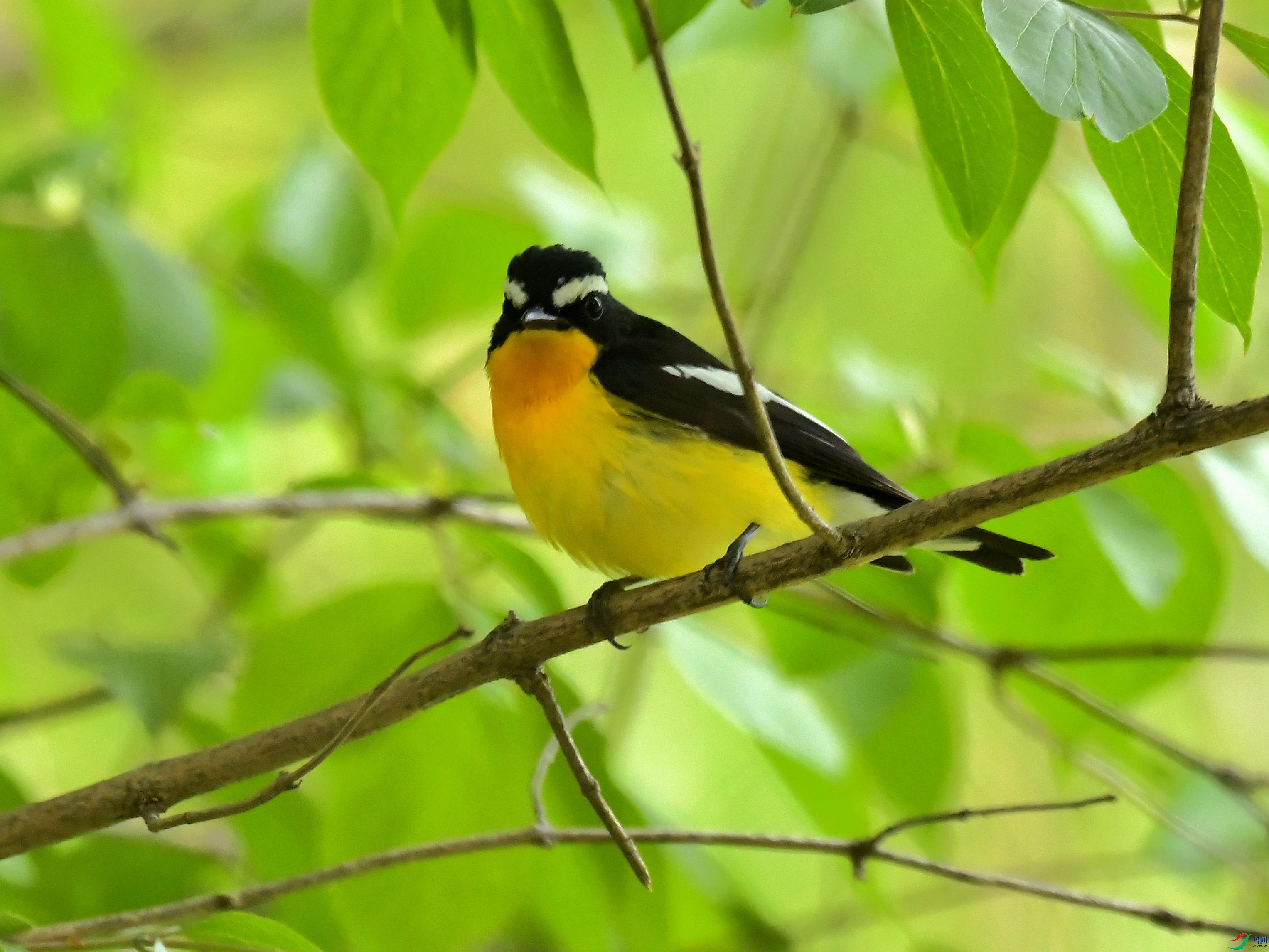 ���а�ü���l