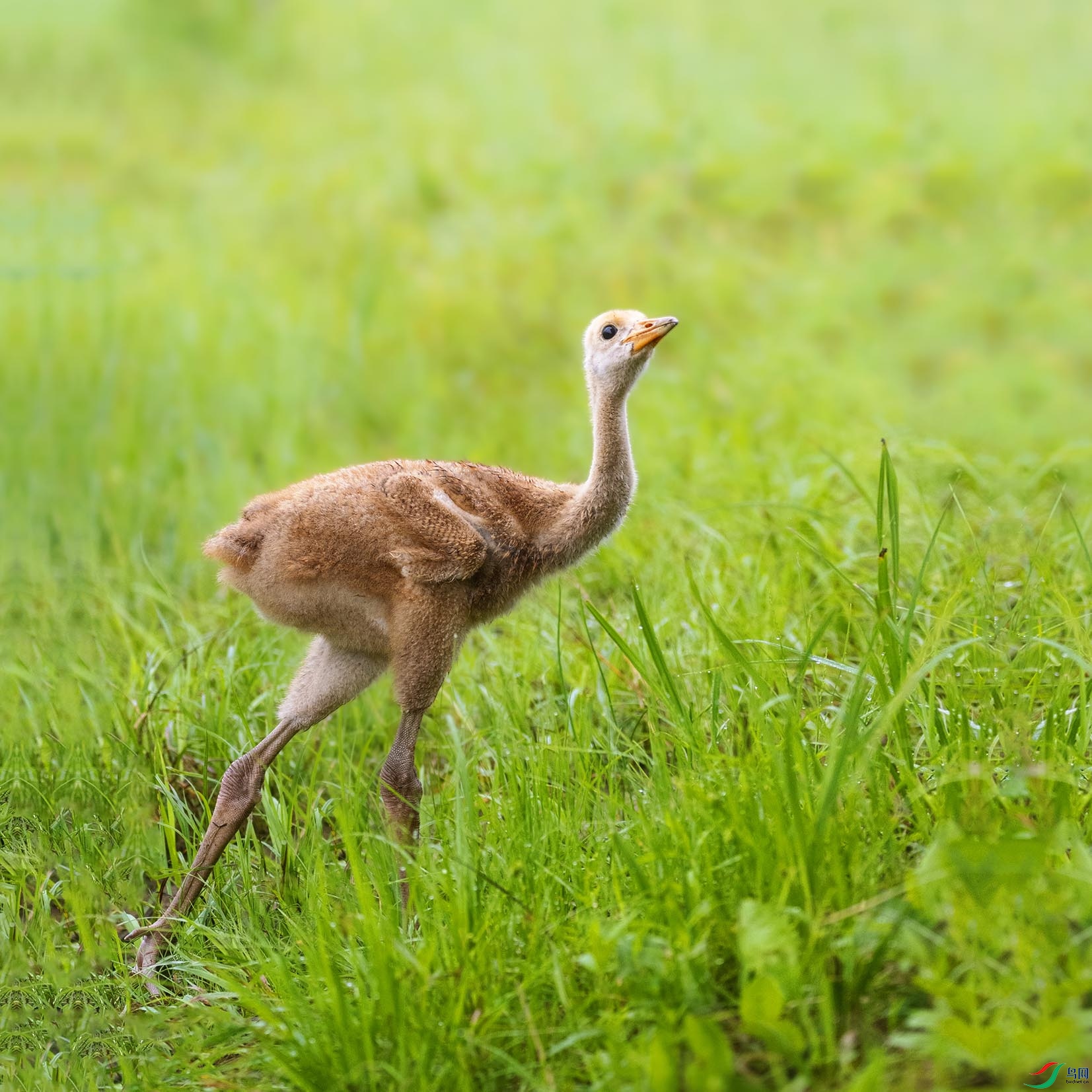 ����ĵ����ױ���