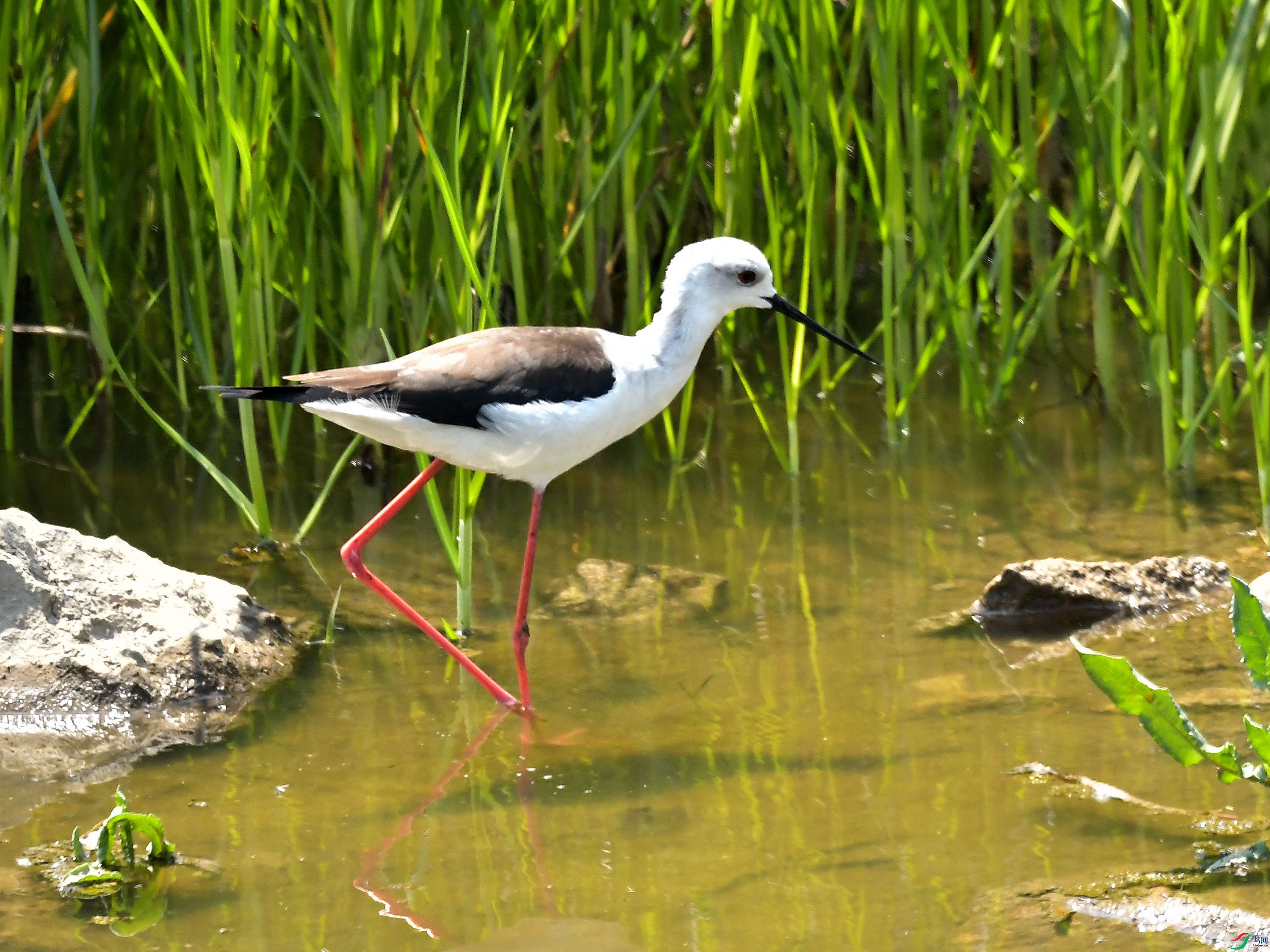 ��Ӷ��¶��ĺڳ᳤���ִ���