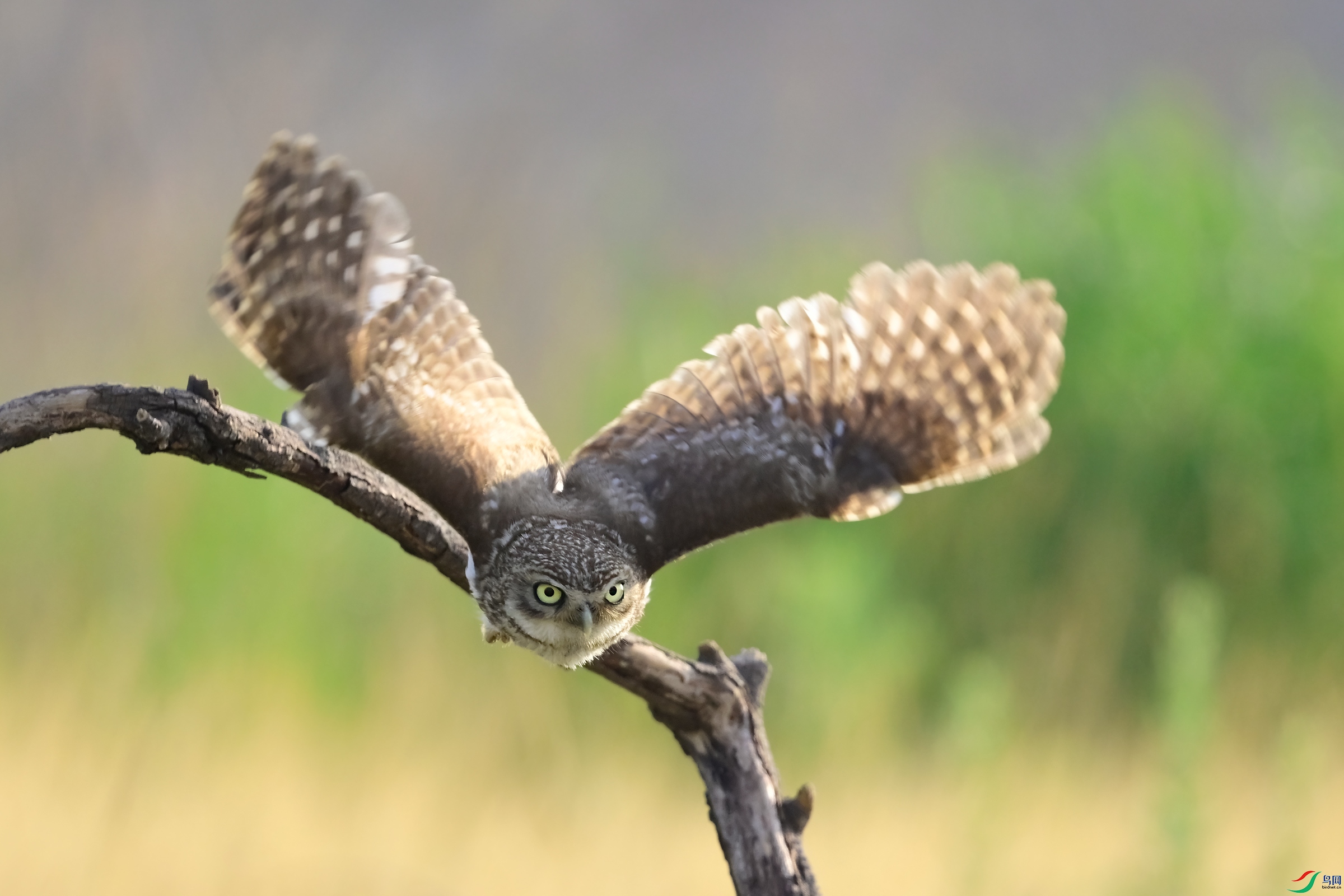 _DSC6519x.jpg