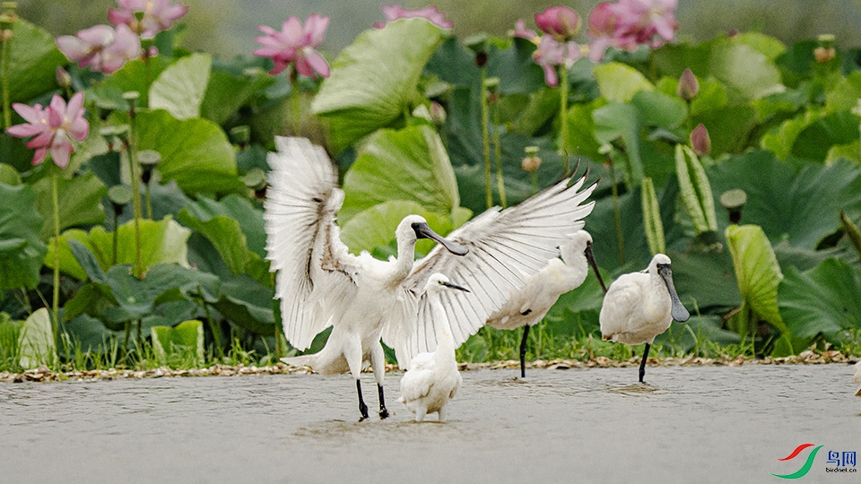 �������ӵ�뻳��