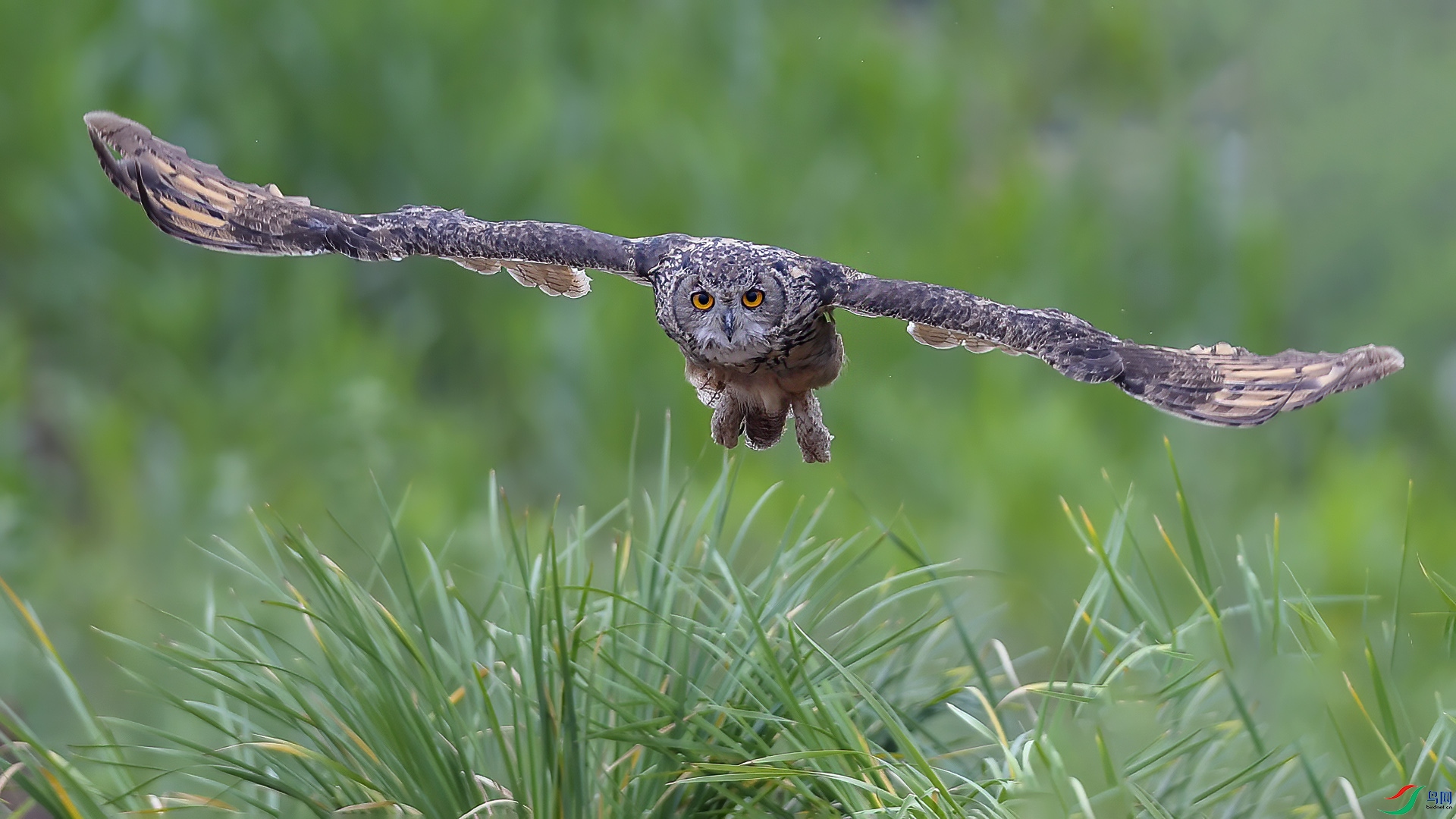 DSC_19m61.jpg