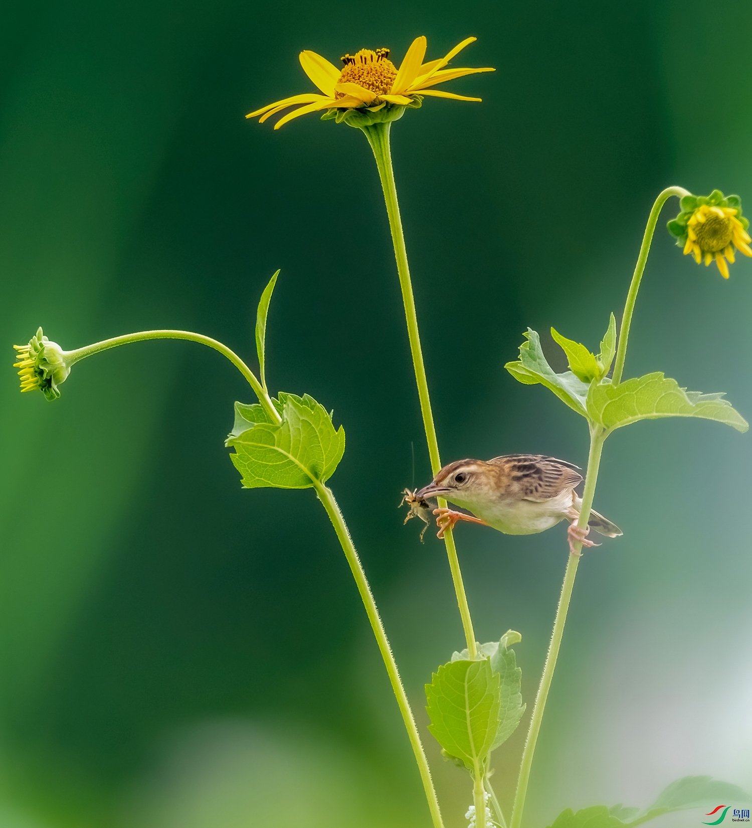 DSC_9314-DeNoiseAI-standard-1.jpg