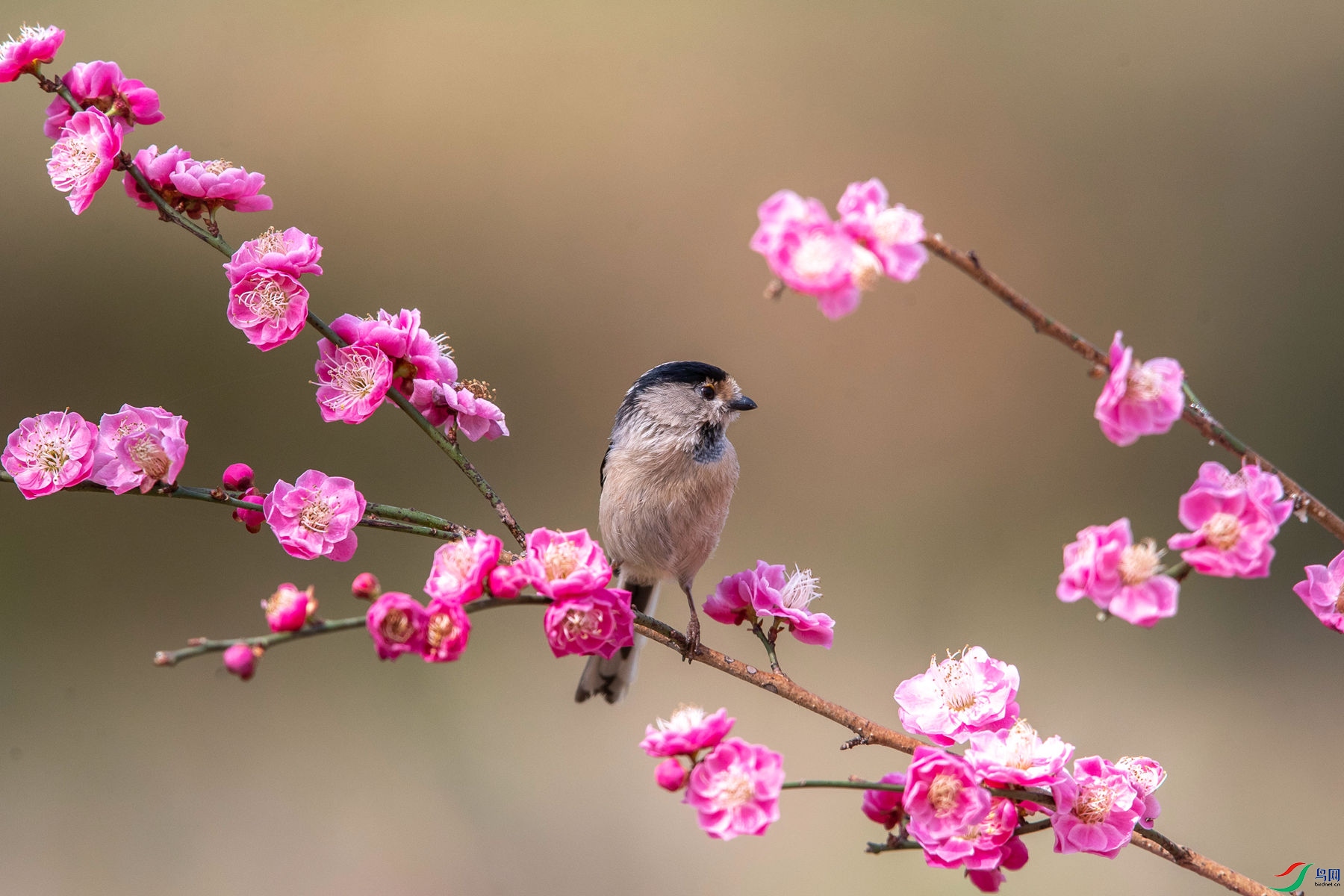 ������βɽȸ1