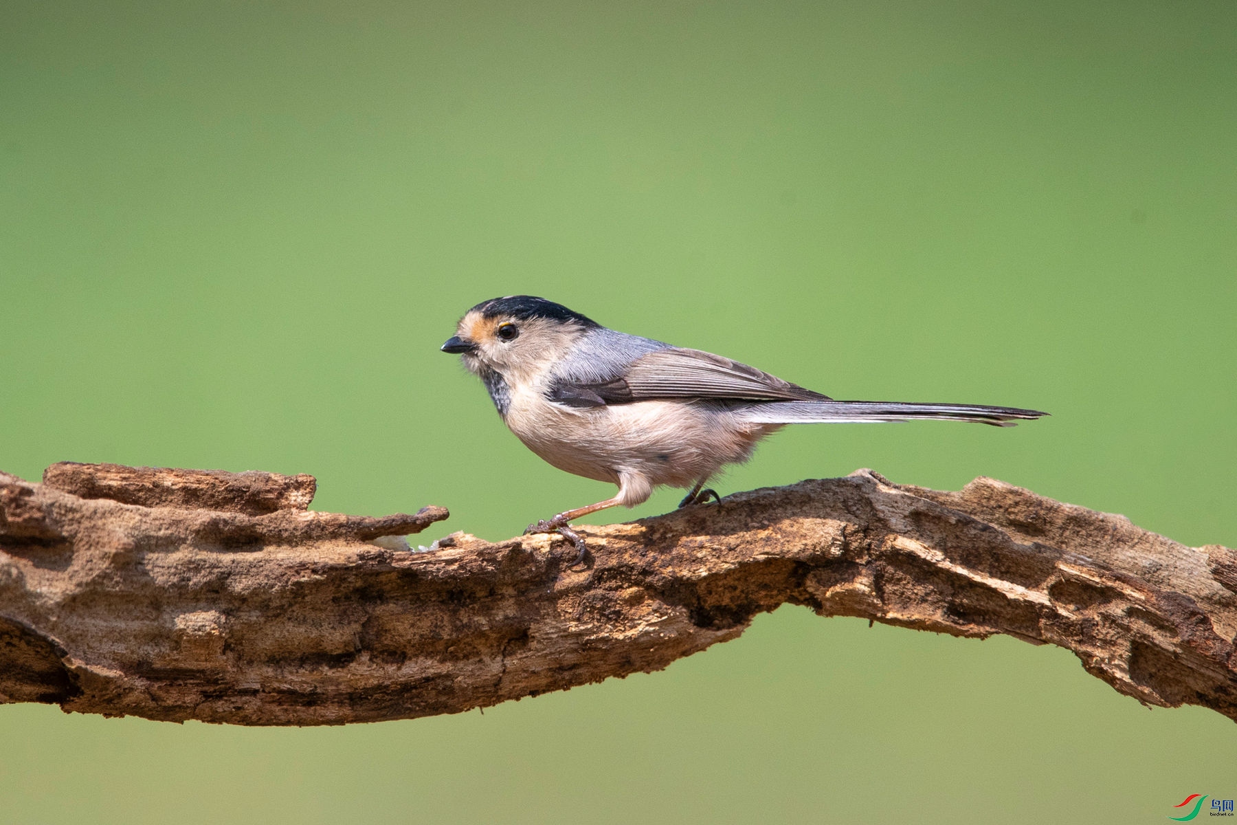 ������βɽȸ7