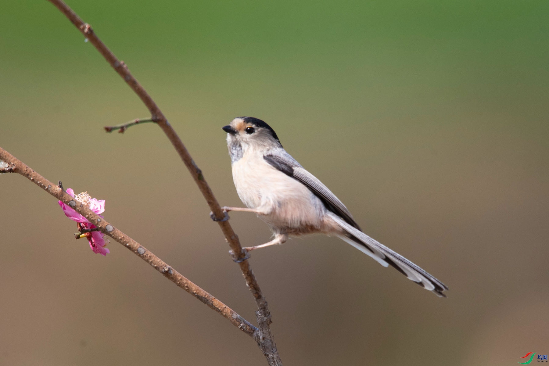 ������βɽȸ9