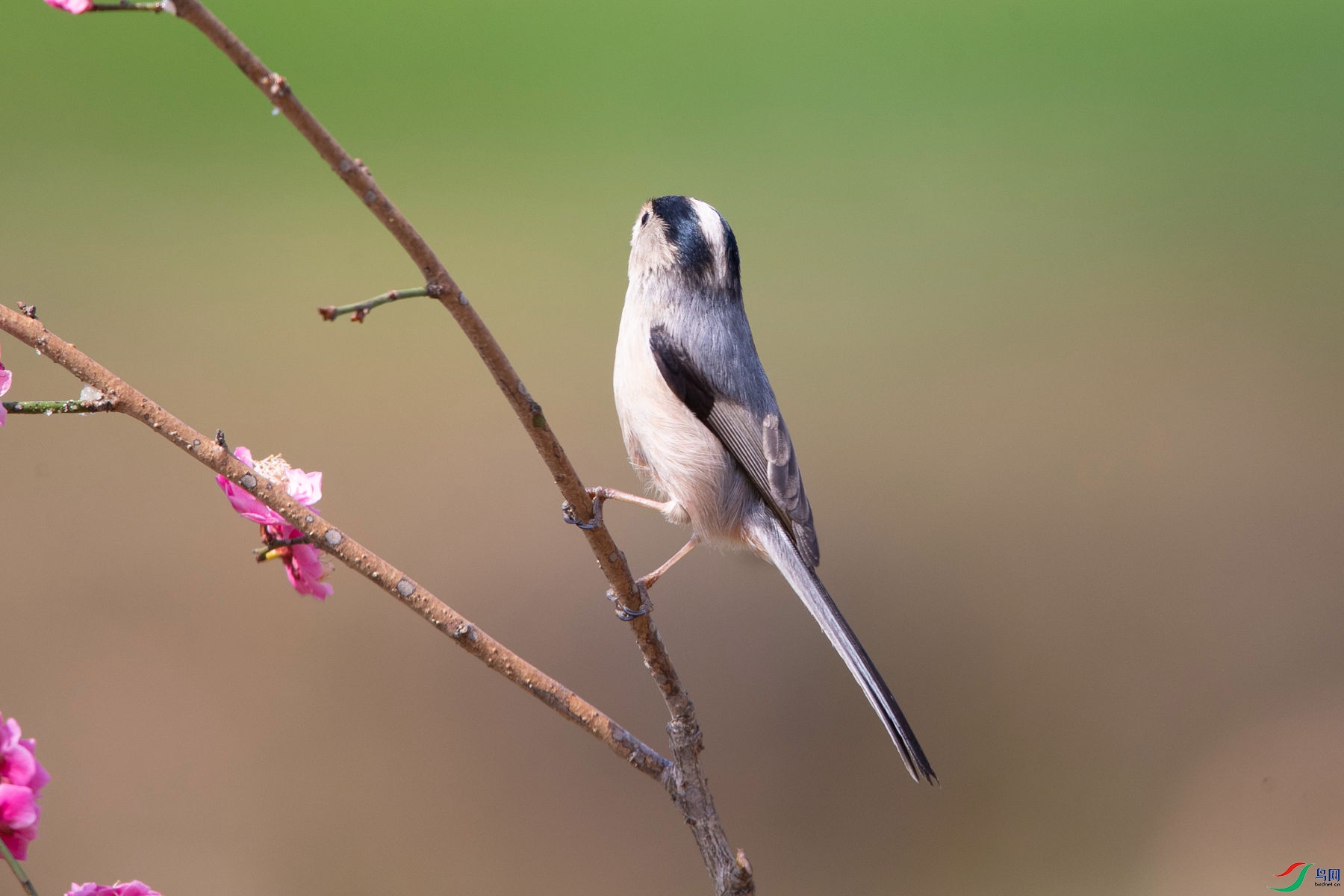 ������βɽȸ0