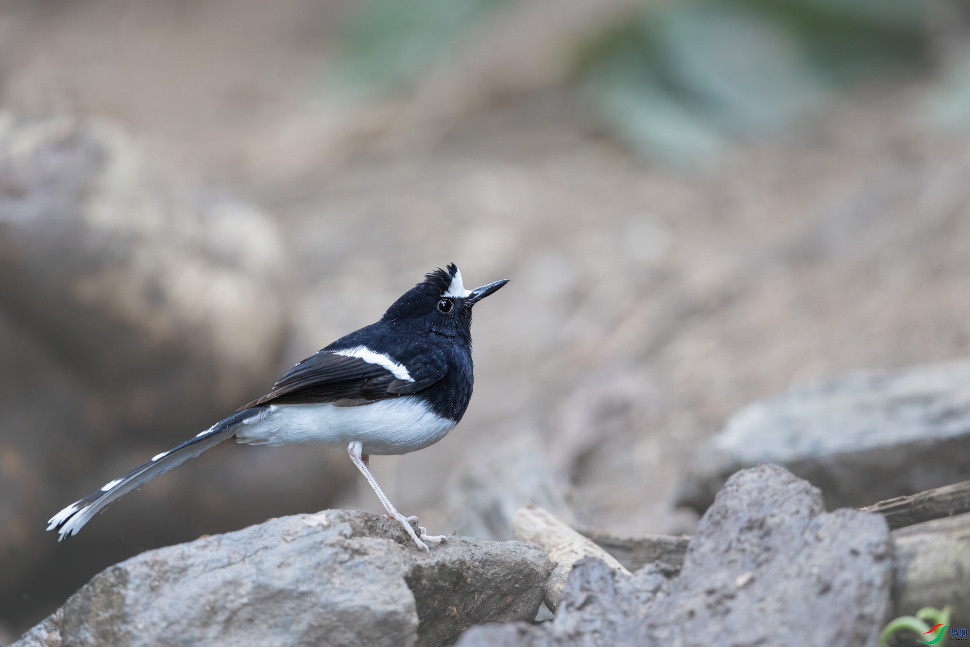 a_73324-1.jpg
