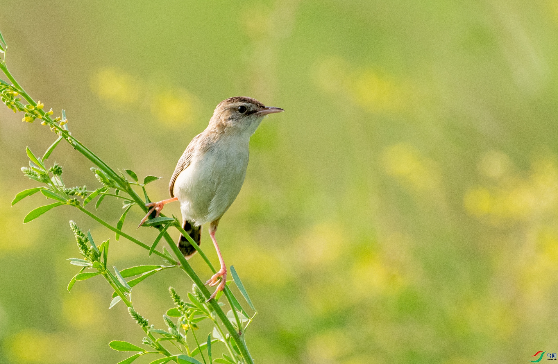 DSC_7403.jpg