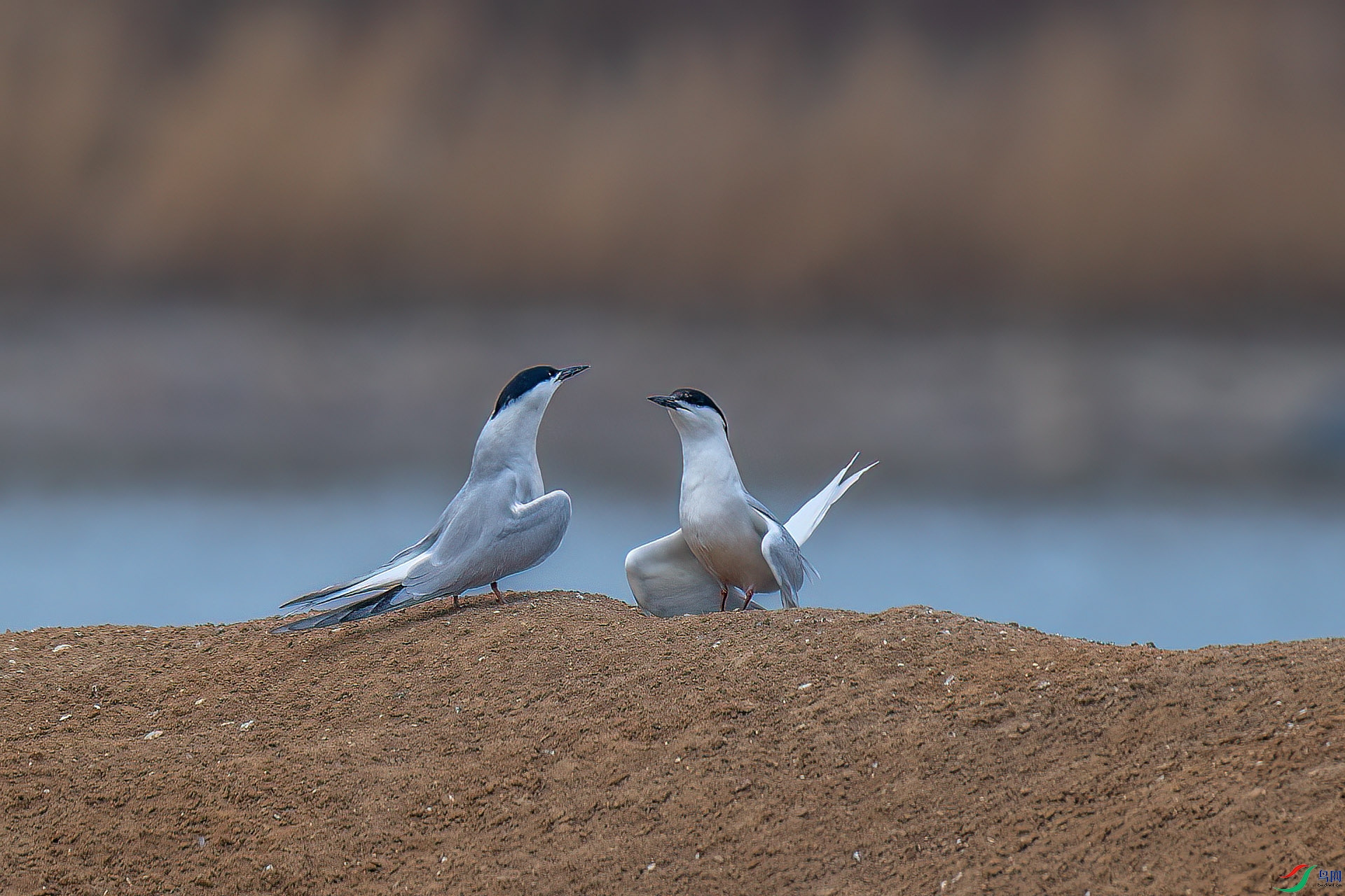 DSC_2566.jpg