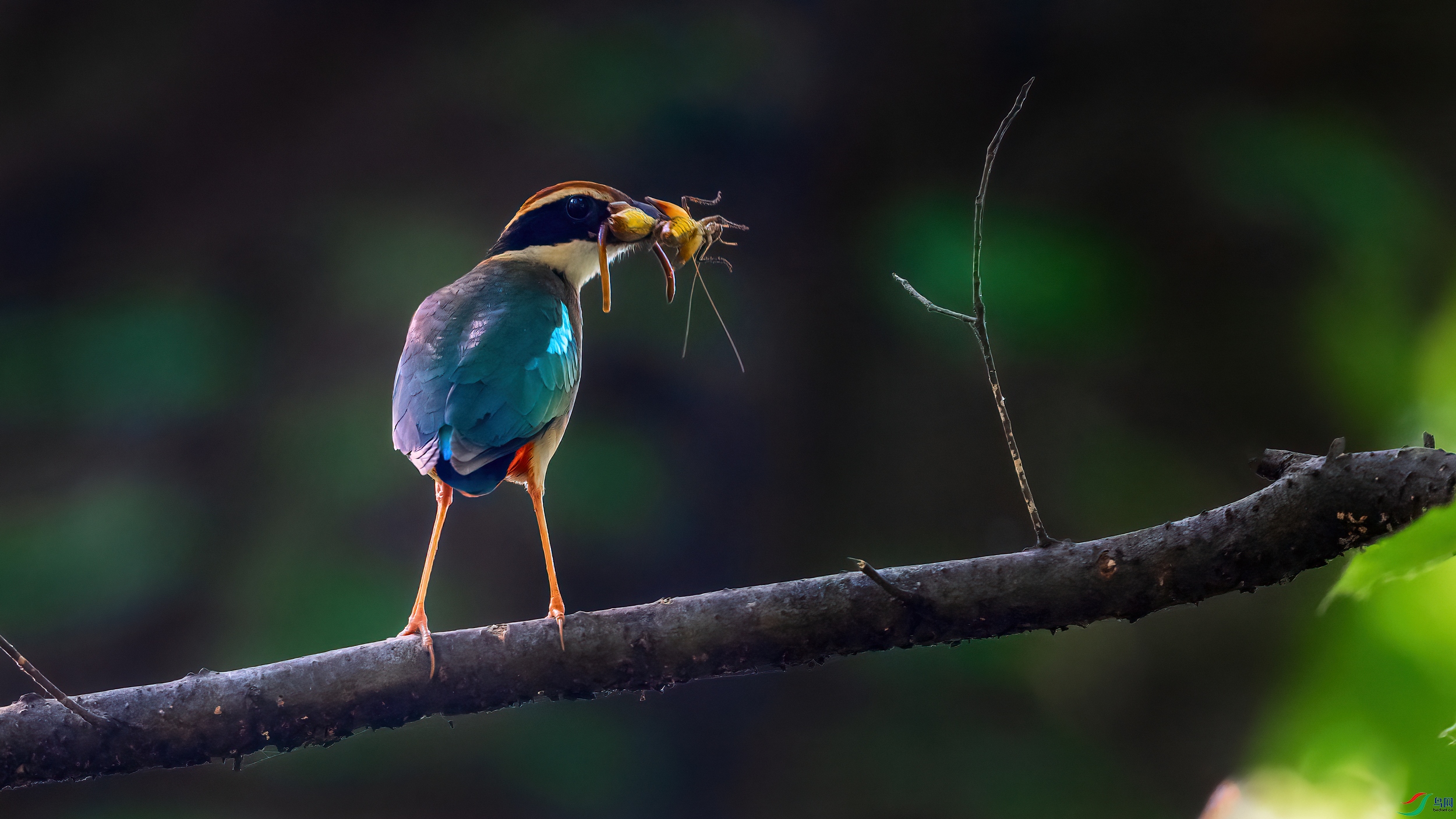 ��ƬDSC_5185 ����.jpg