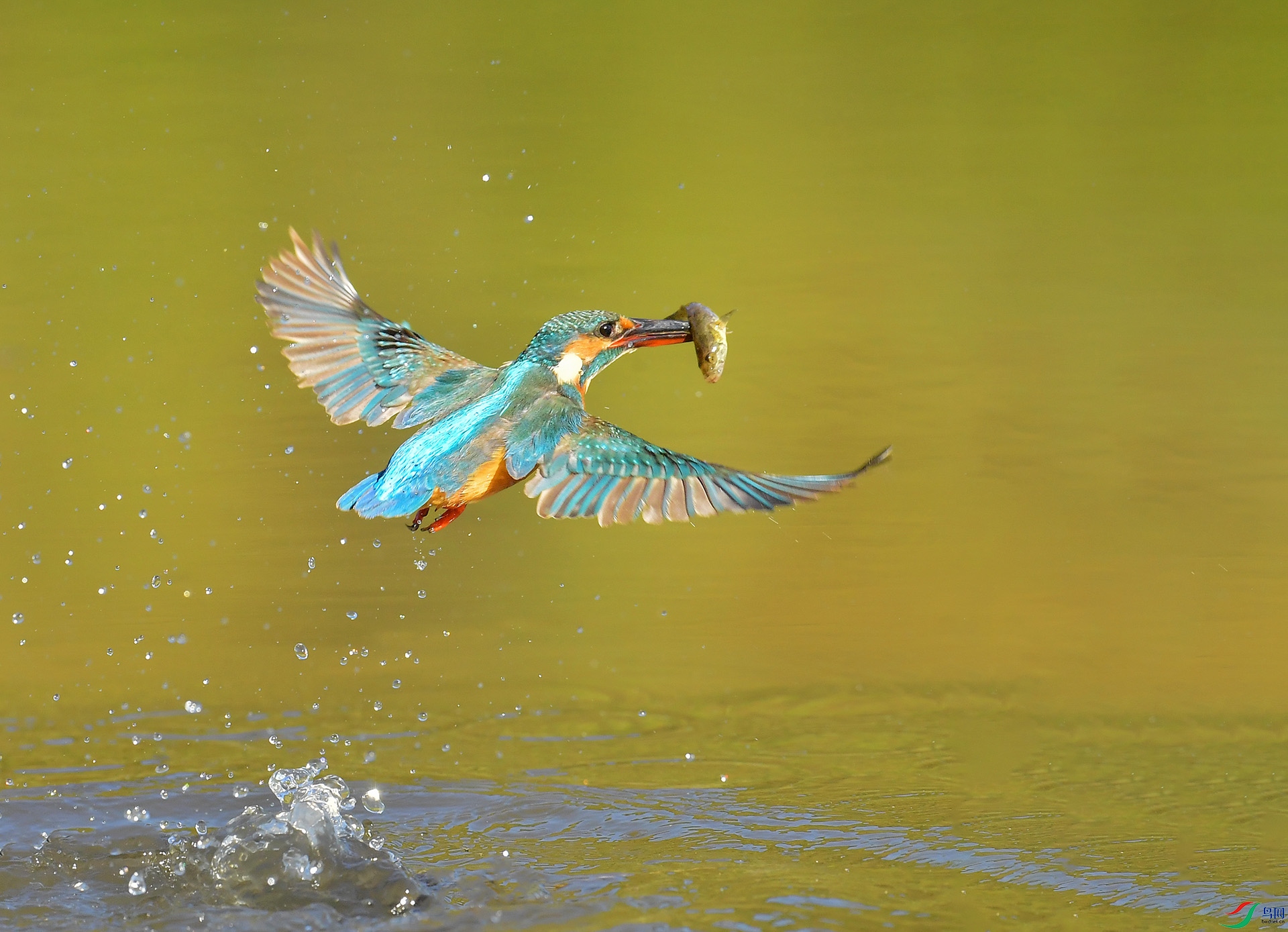 DSC_9631 -1.jpg