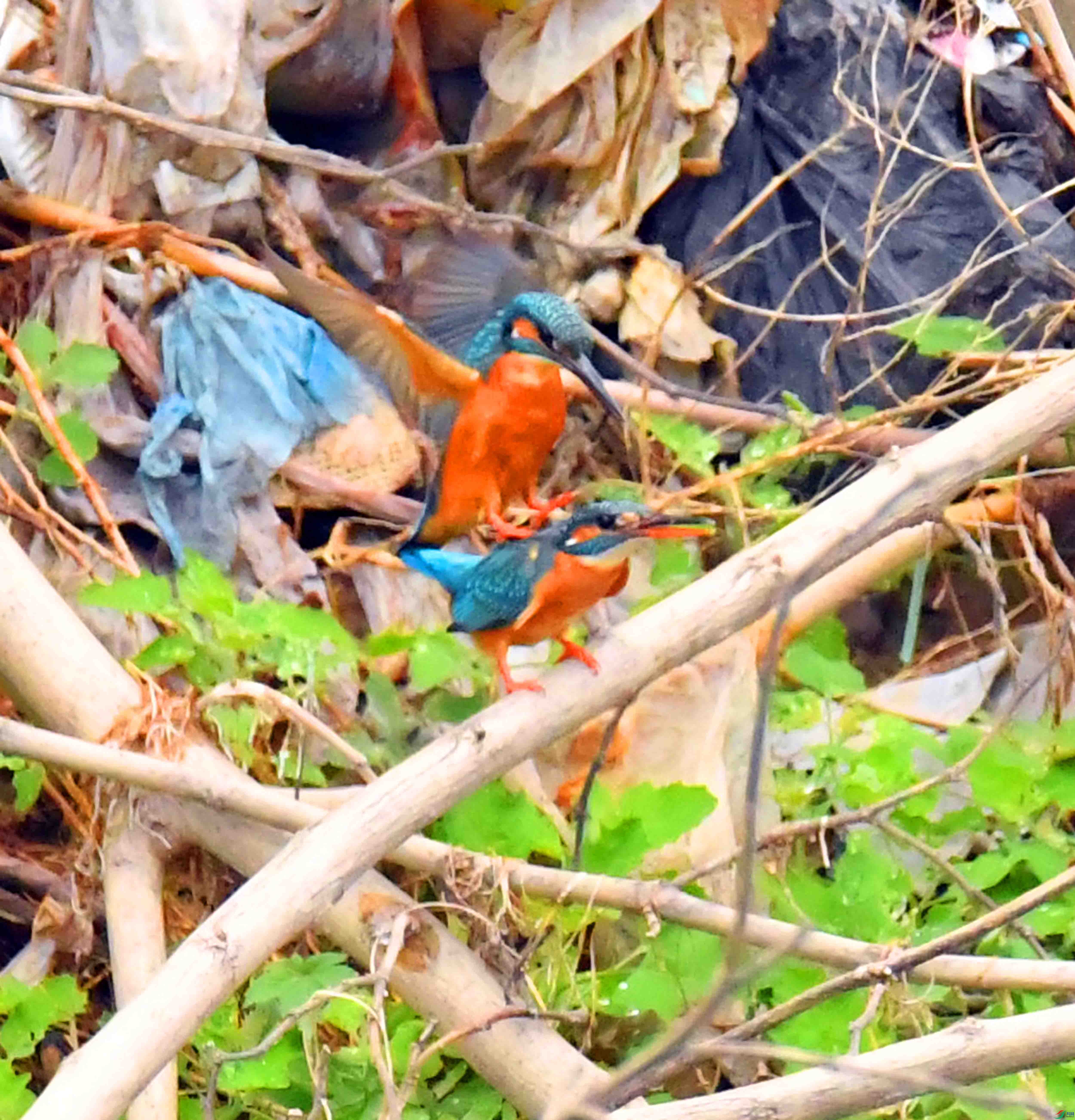 DSC_1619.JPG