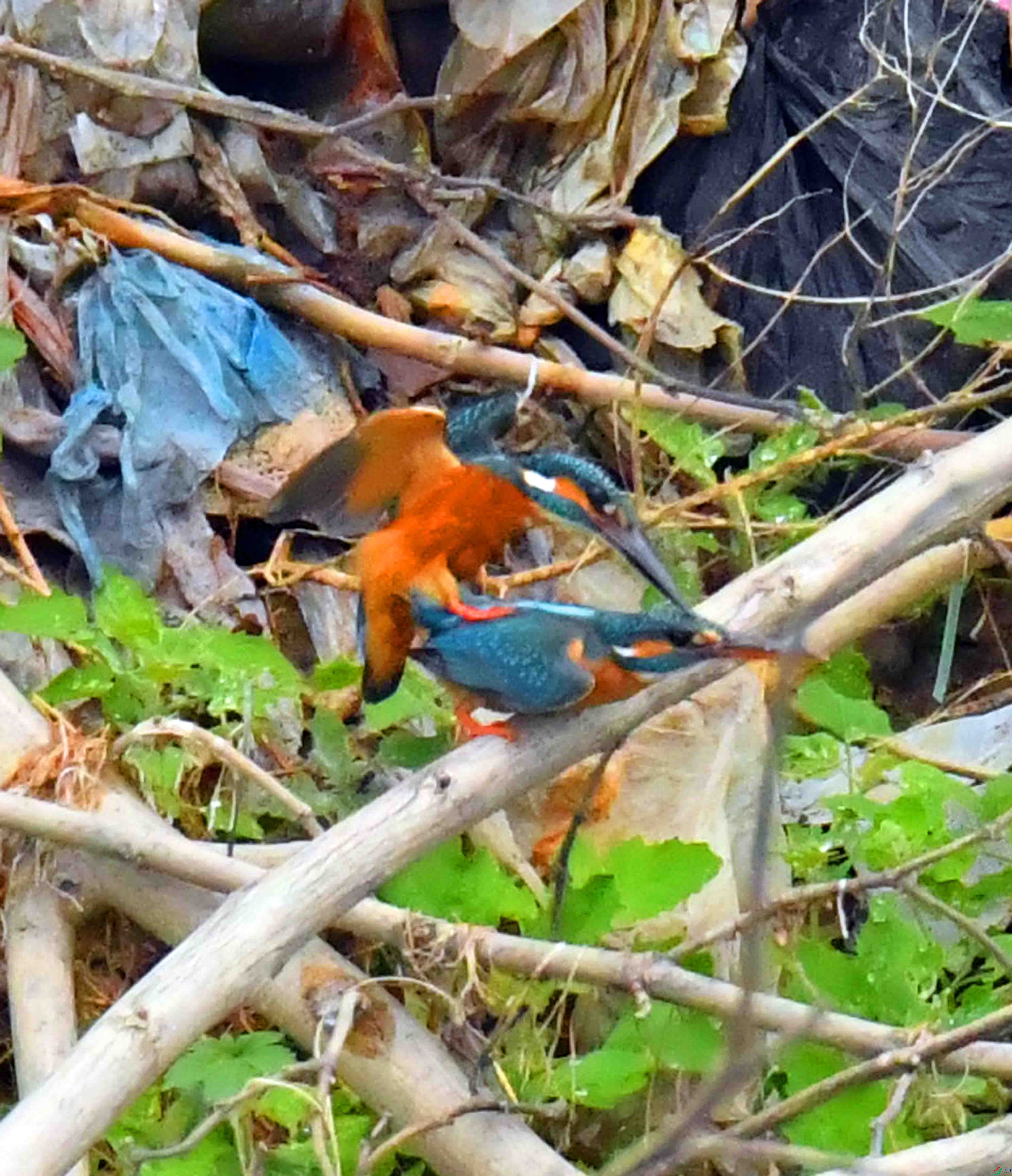 DSC_1646.JPG