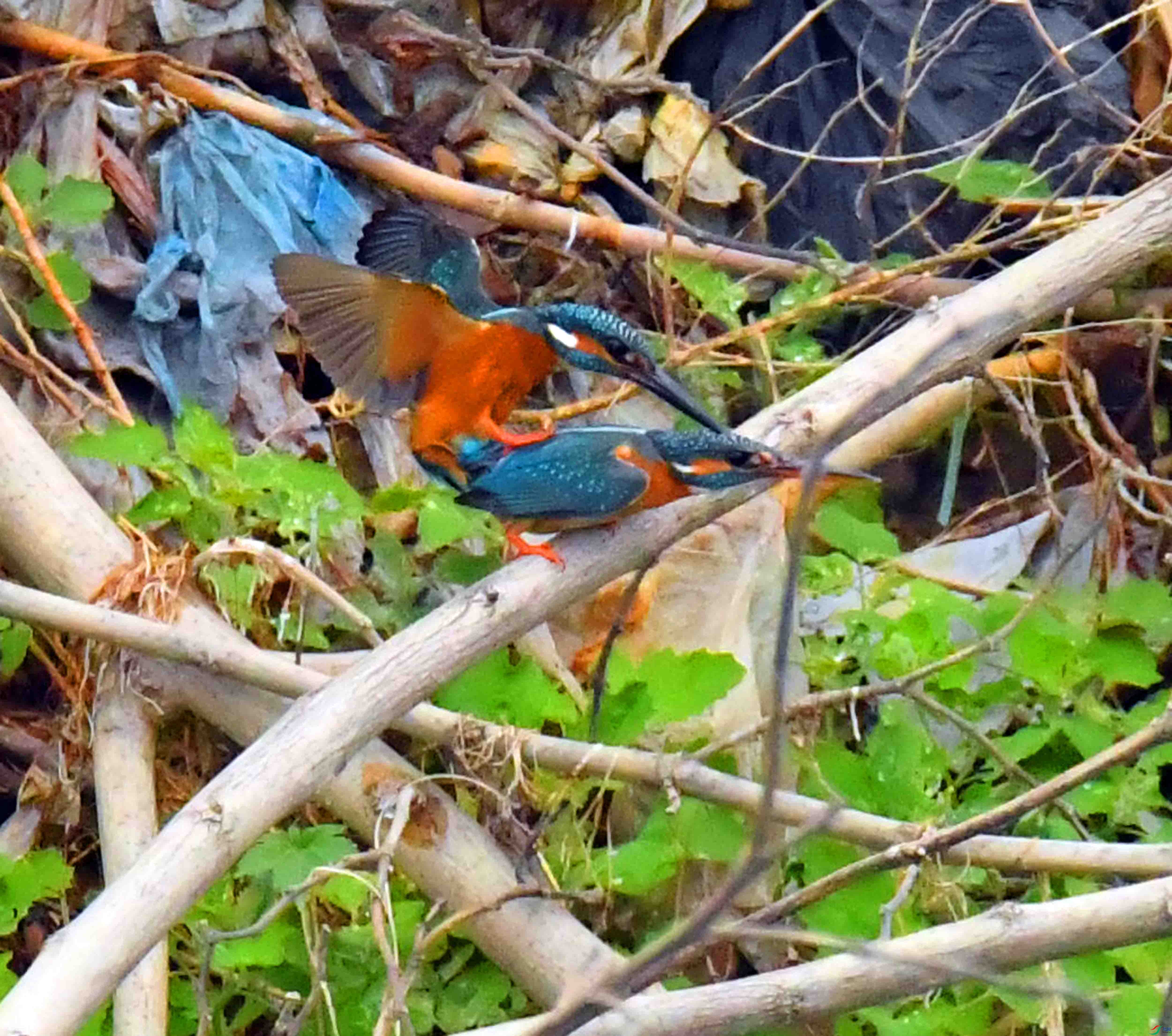 DSC_1658.JPG