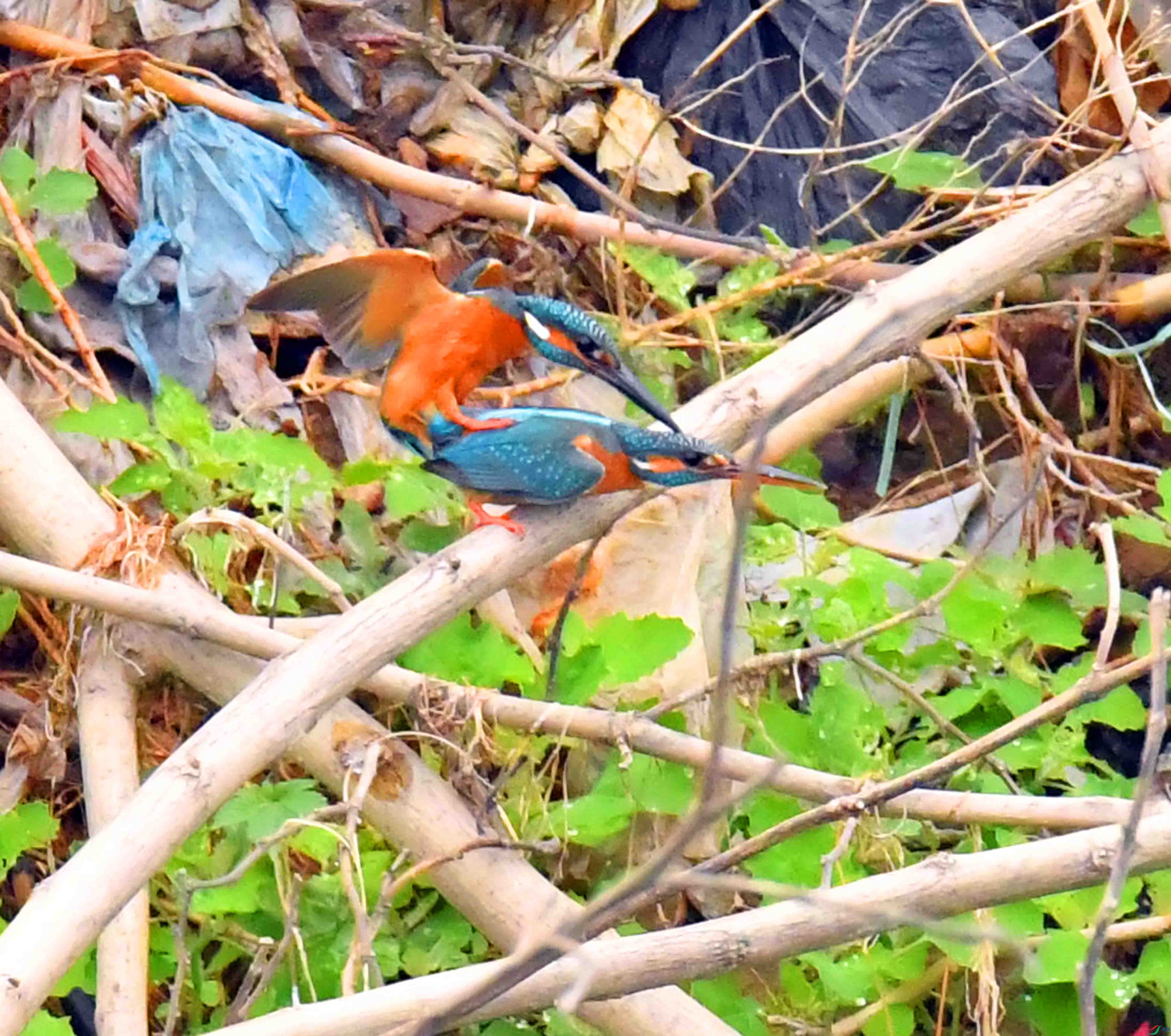 DSC_1659.JPG