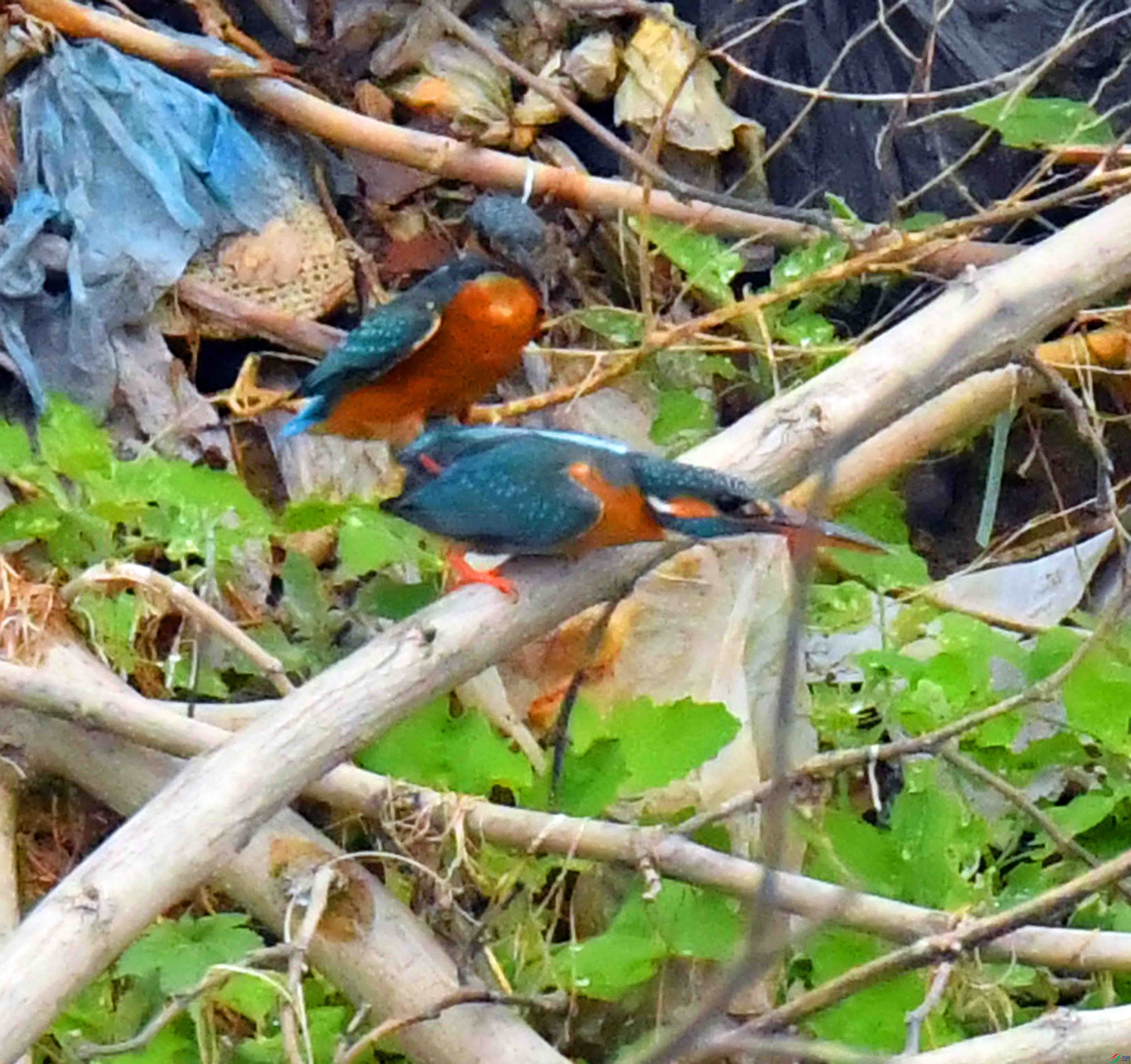 DSC_1668.JPG