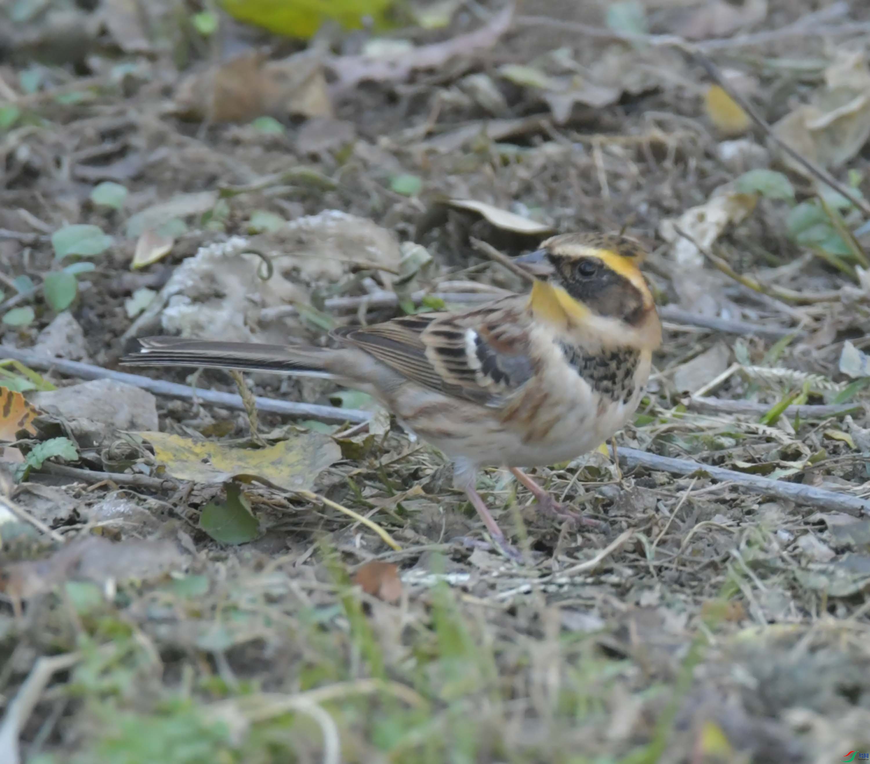 DSC_9646.JPG