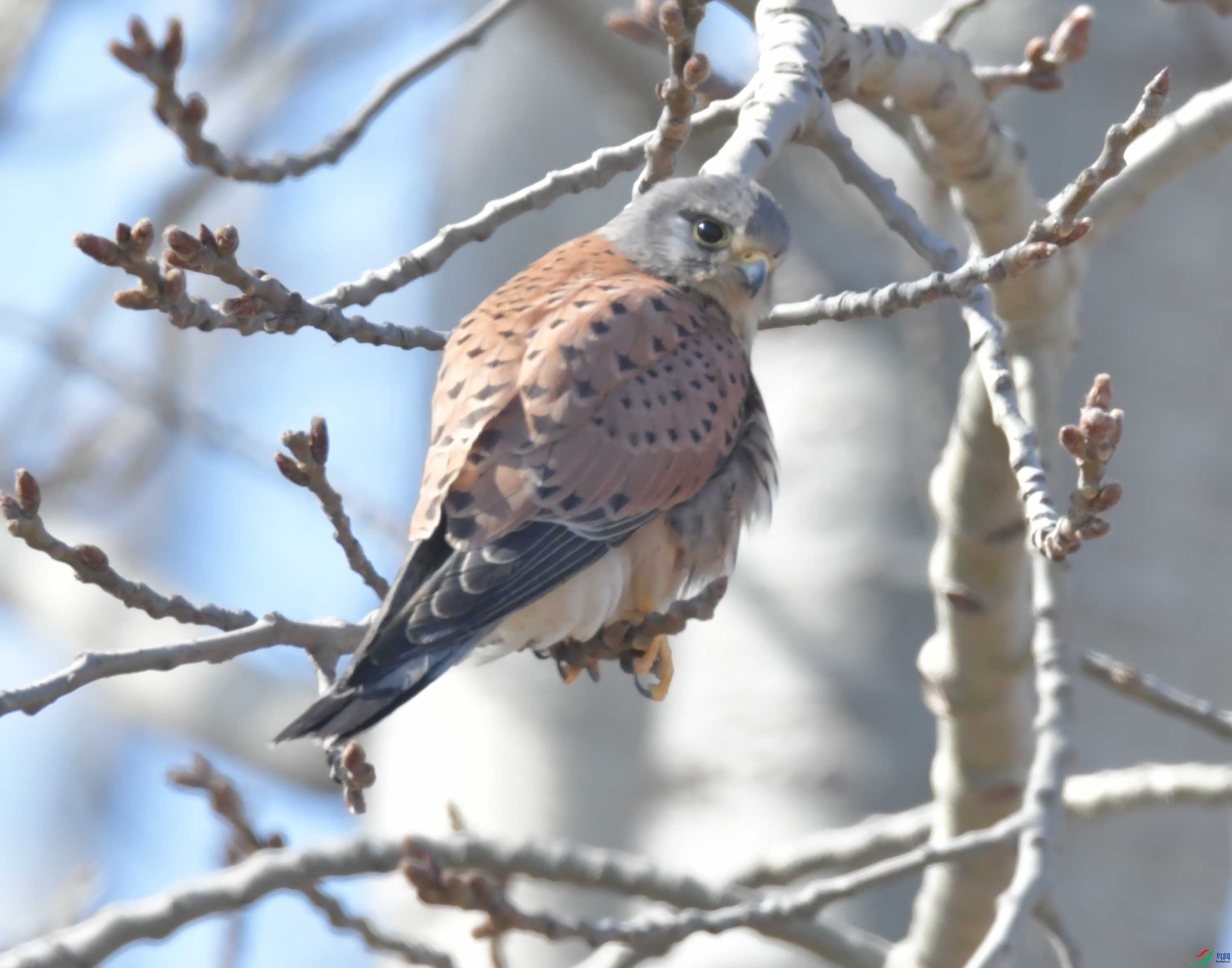 DSC_7556.JPG