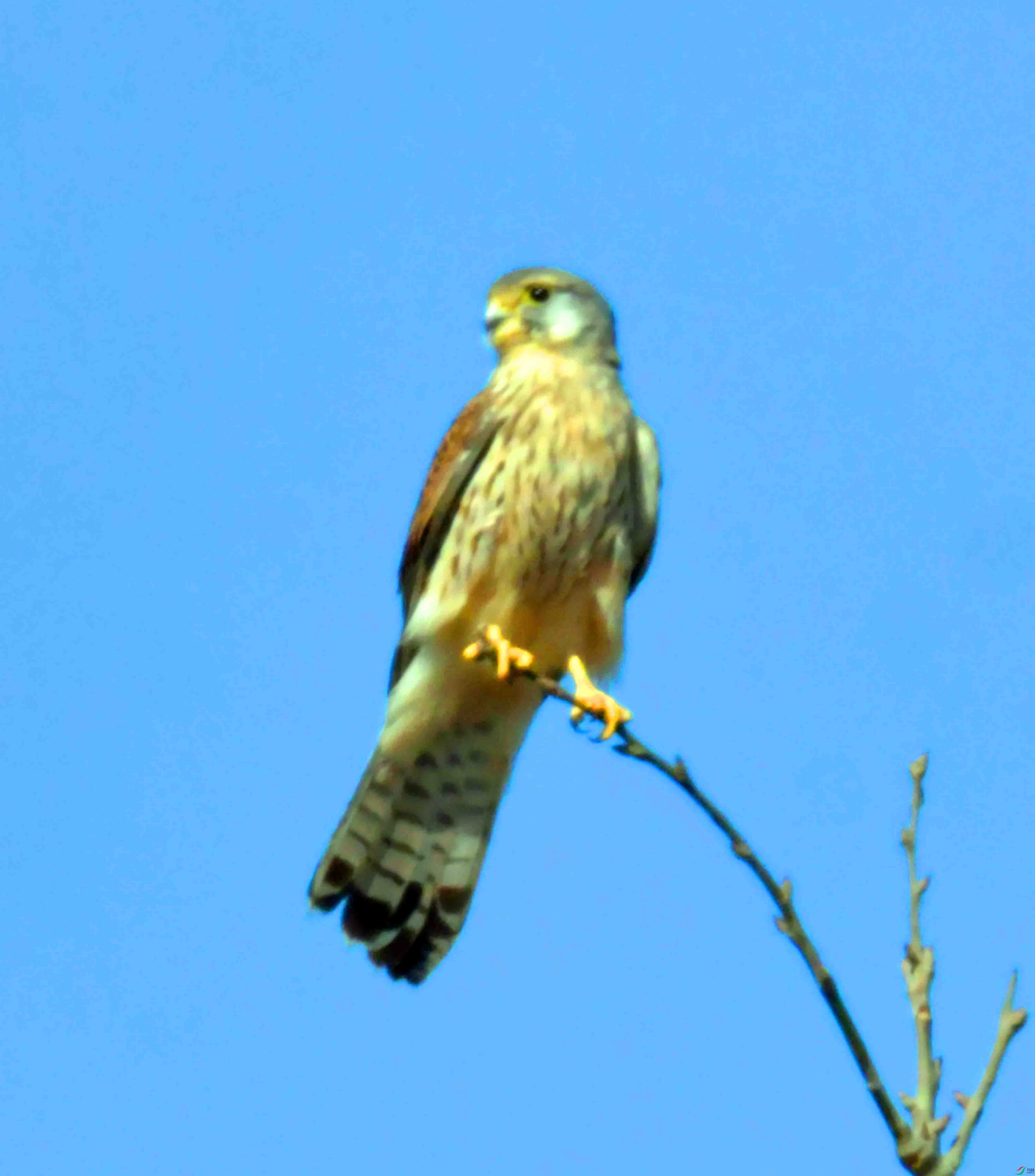 DSC_8065.JPG