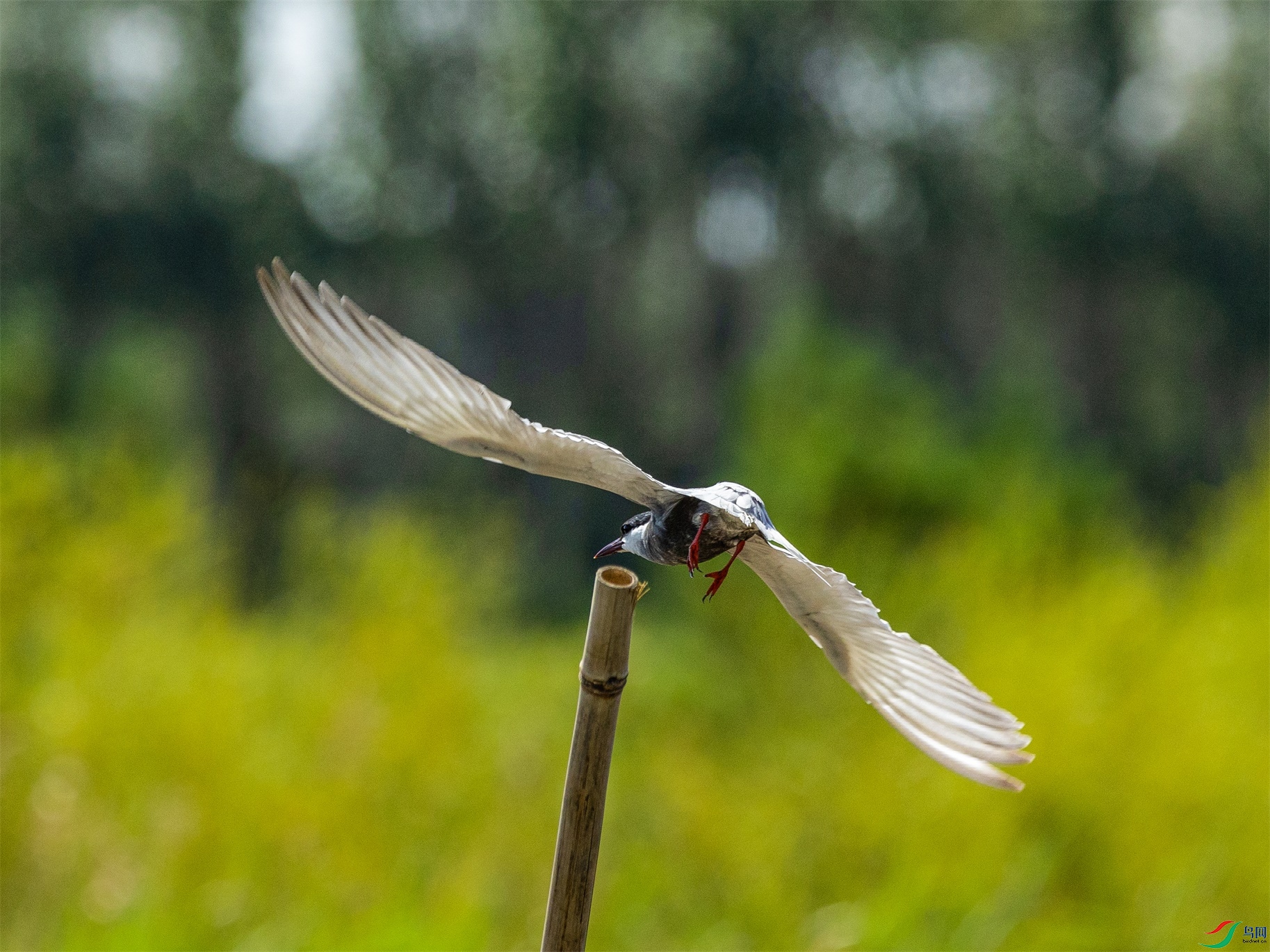 1K3A2006 ����1.jpg