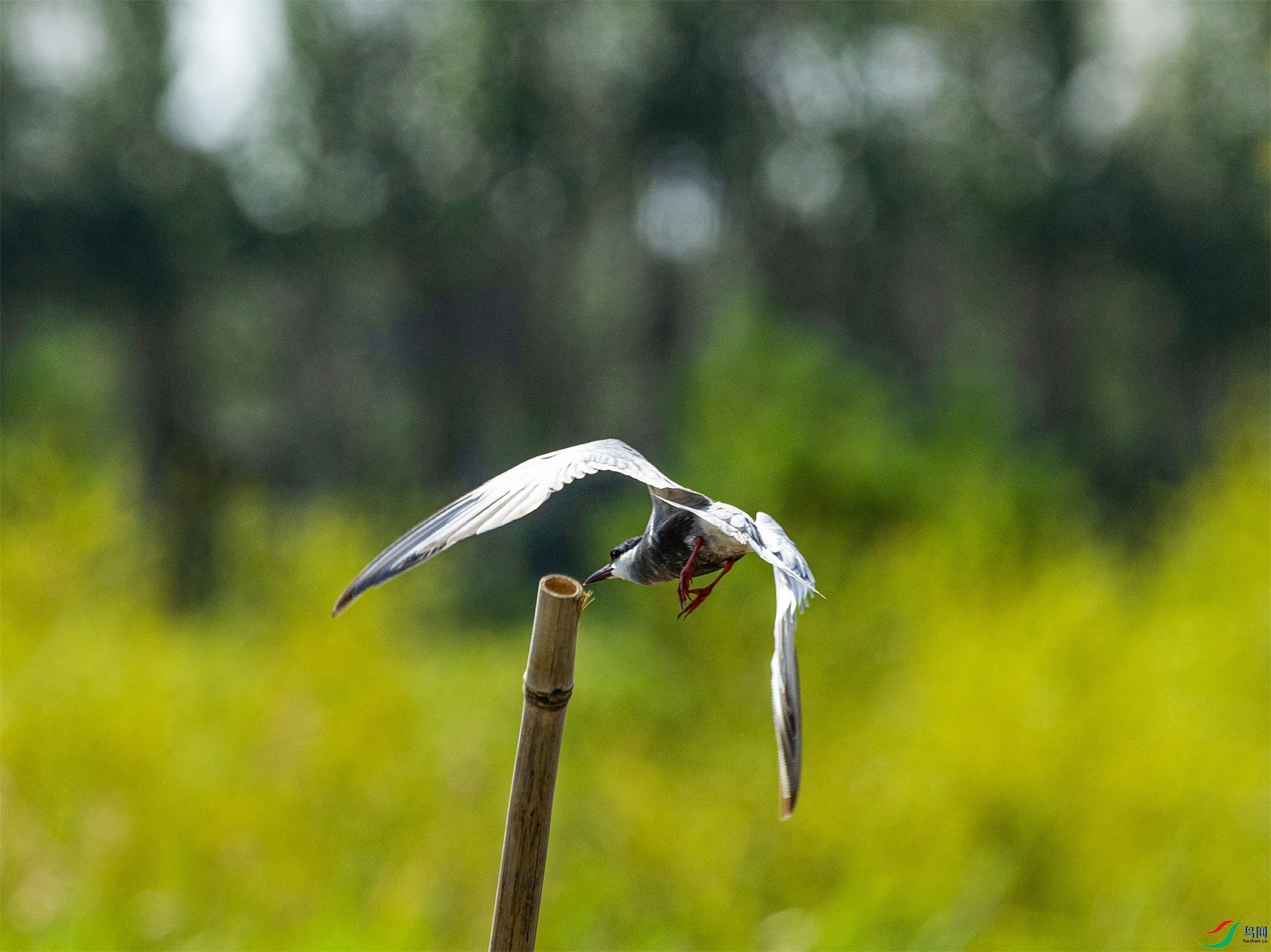 1K3A2007 ����1.jpg