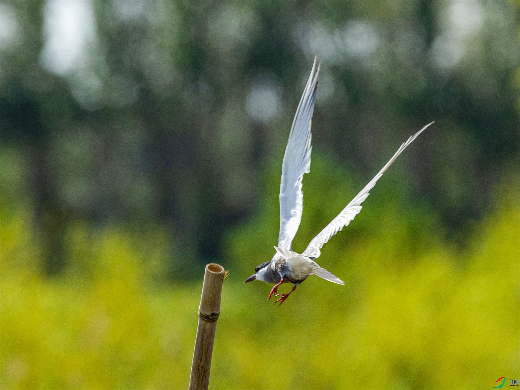 1K3A2008 ����1.jpg