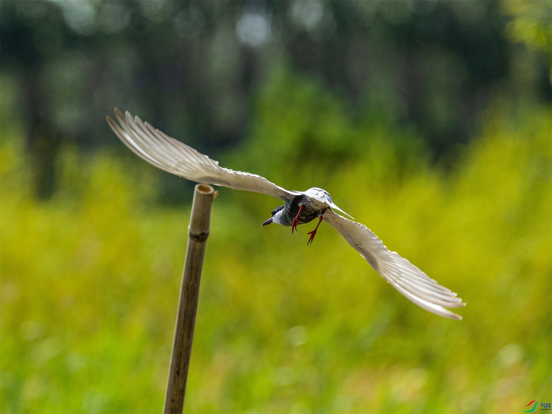 1K3A2009 ����1.jpg