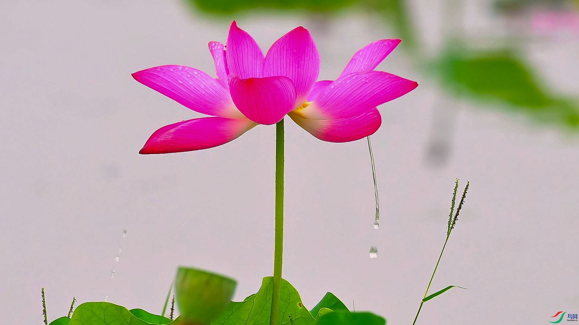 ��ͷ���а�����ɡ-���� ����.jpg