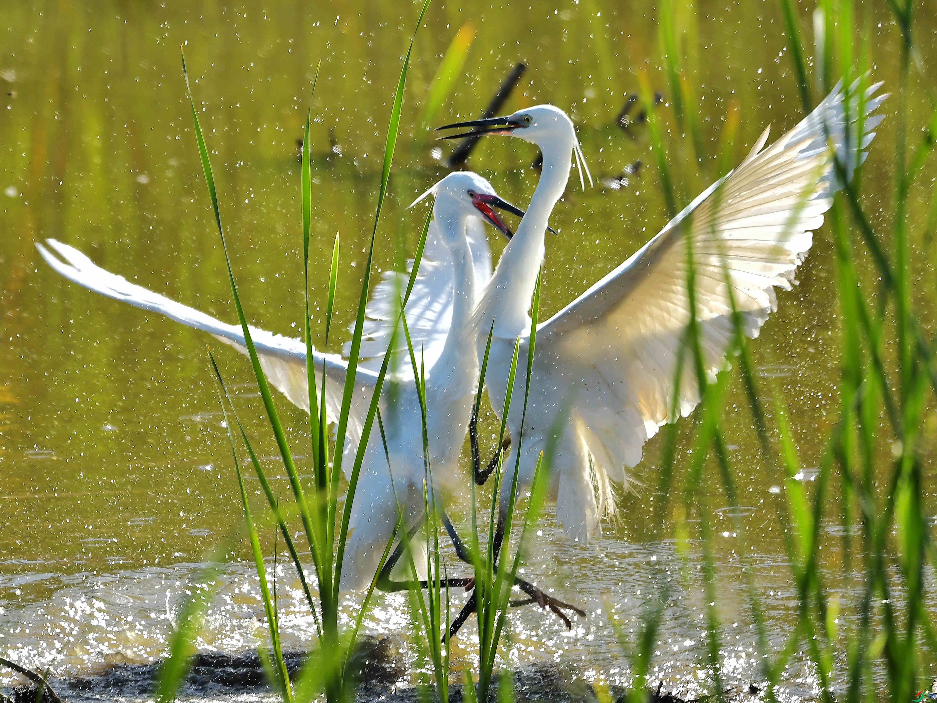 ����İ���