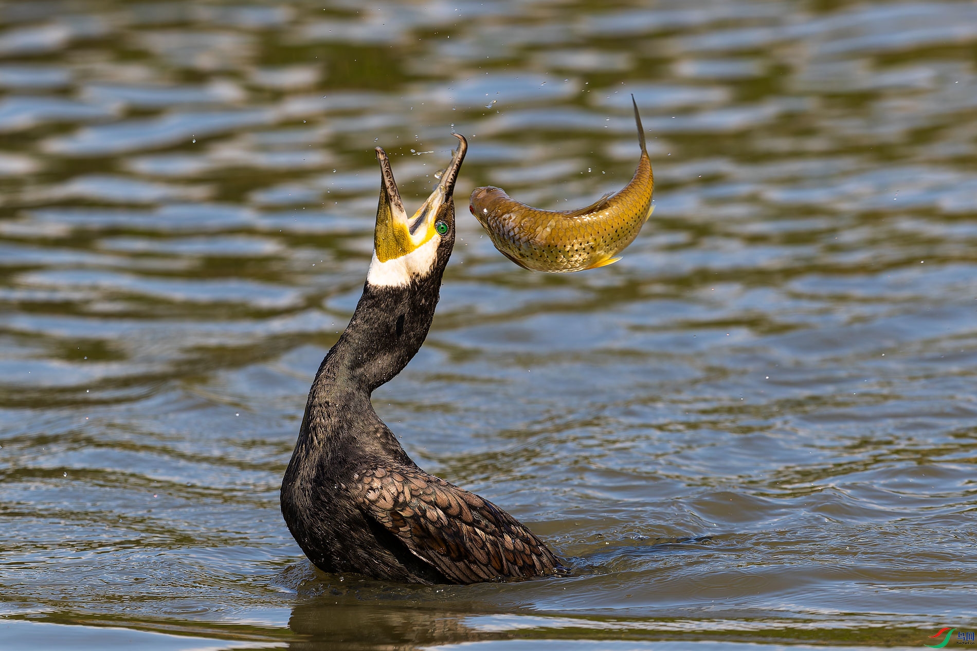 AR2I9177-CR2_DxO_DeepPRIMEXD-1.jpg
