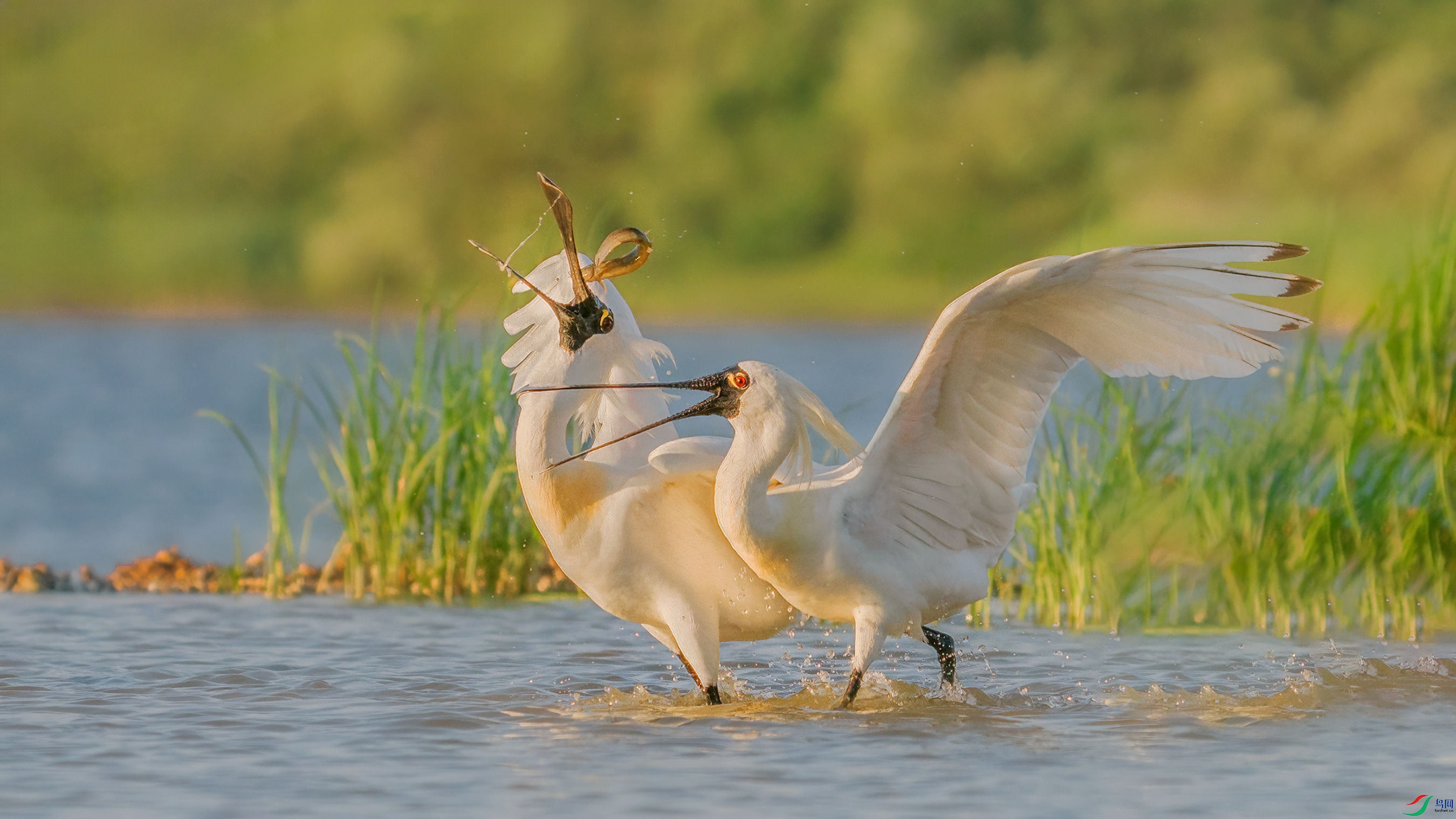 DSC02008 ����.jpg