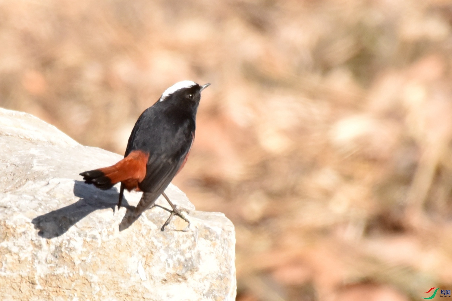 DSC_9369.JPG