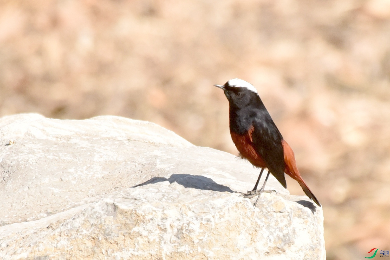 DSC_9356.JPG