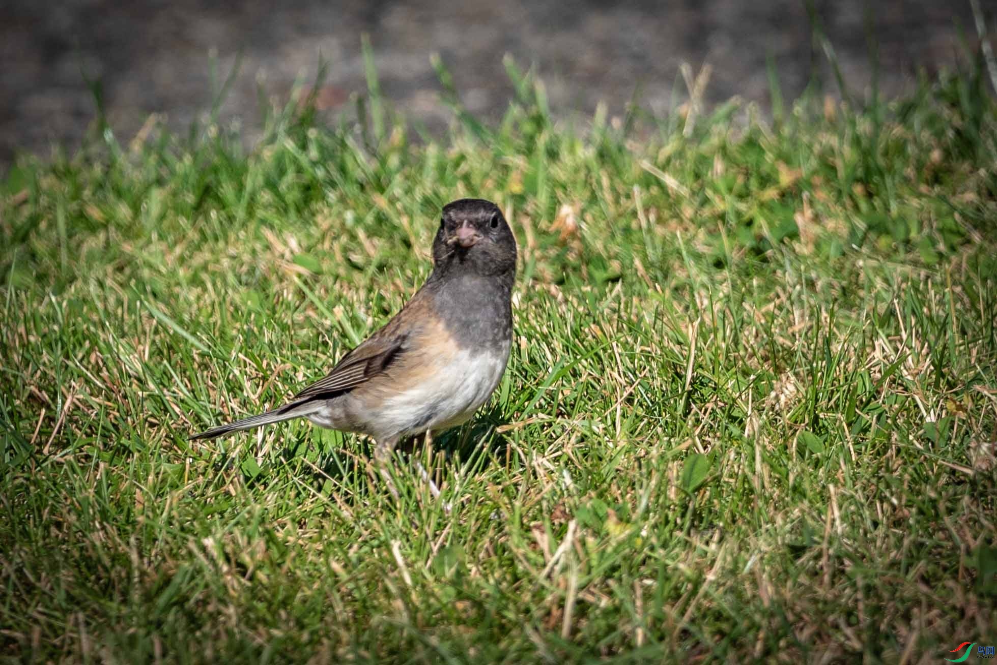 DSC_8898 ����2.jpg